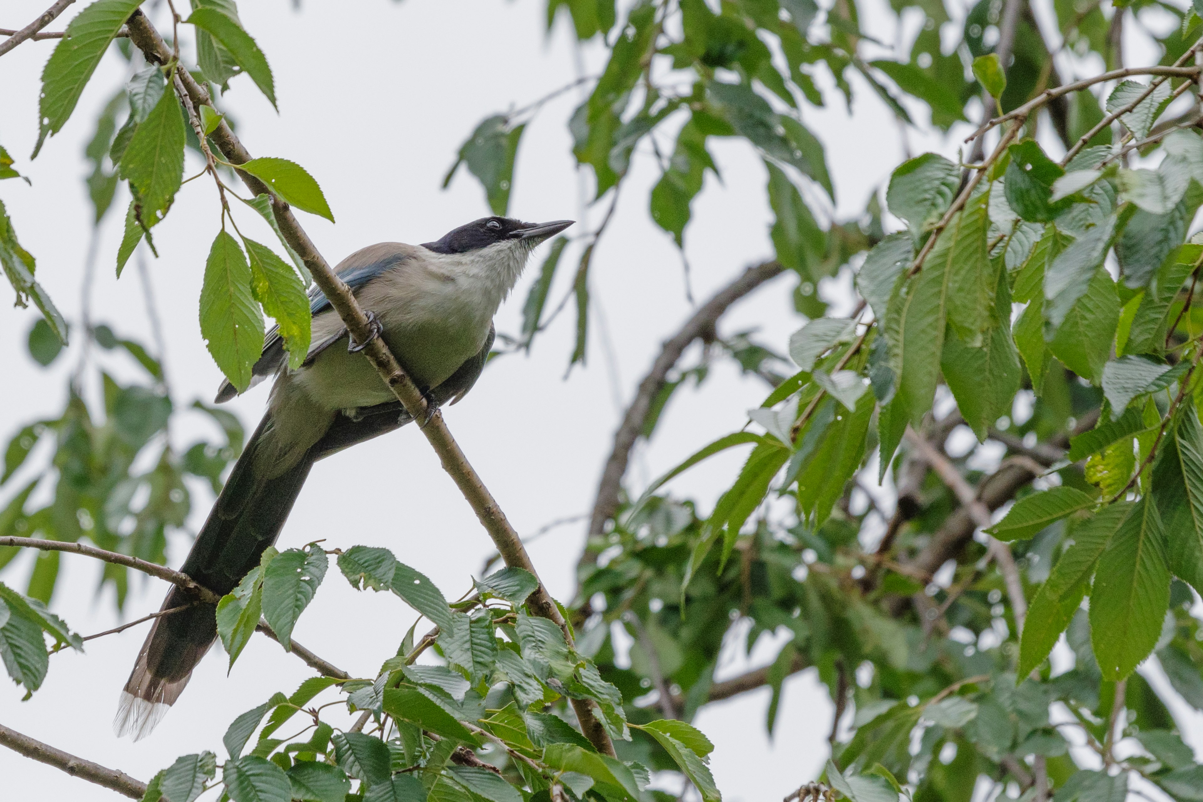 枝にとまる鳥の姿 緑の葉に囲まれている