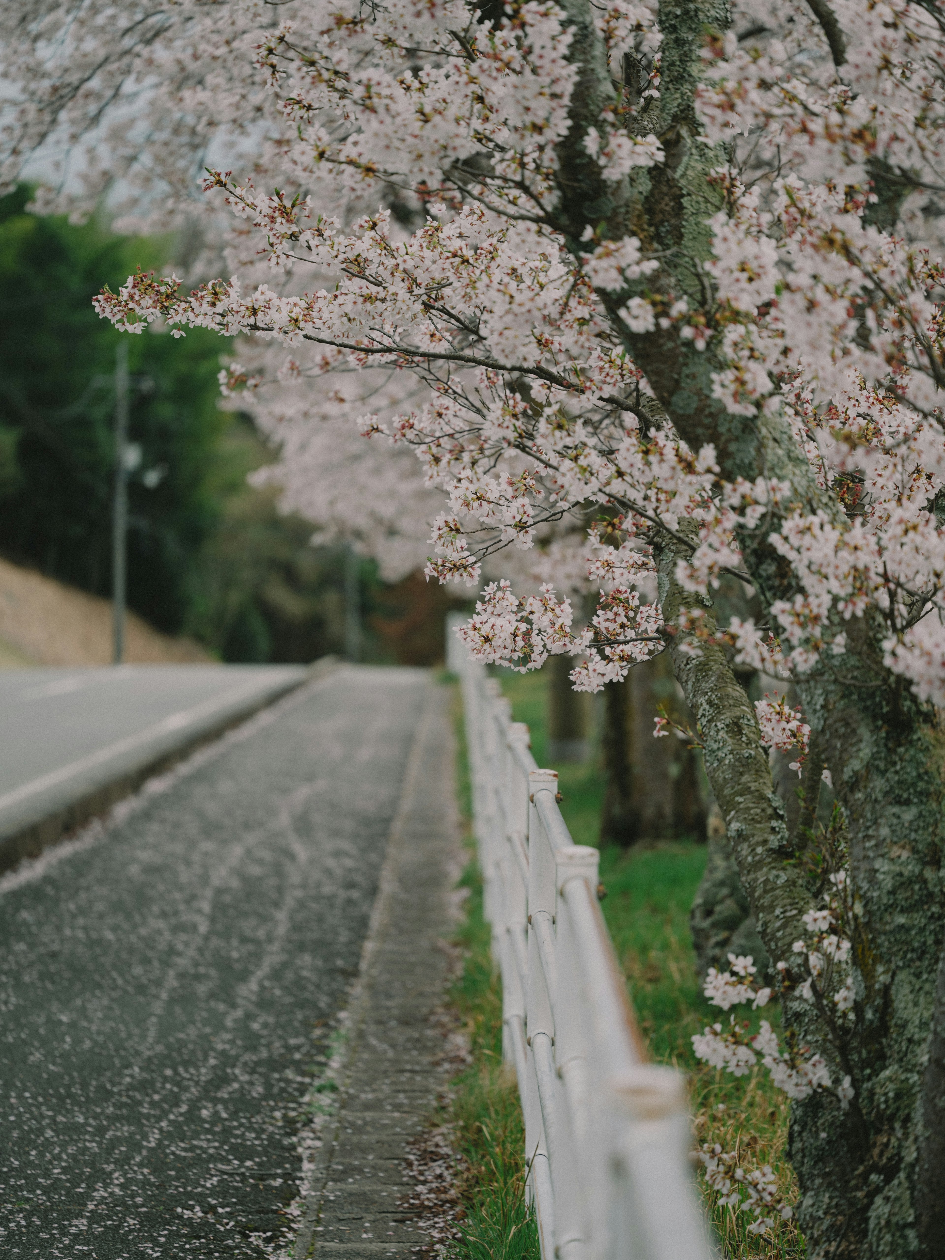 Pathway lined with blooming cherry blossom trees