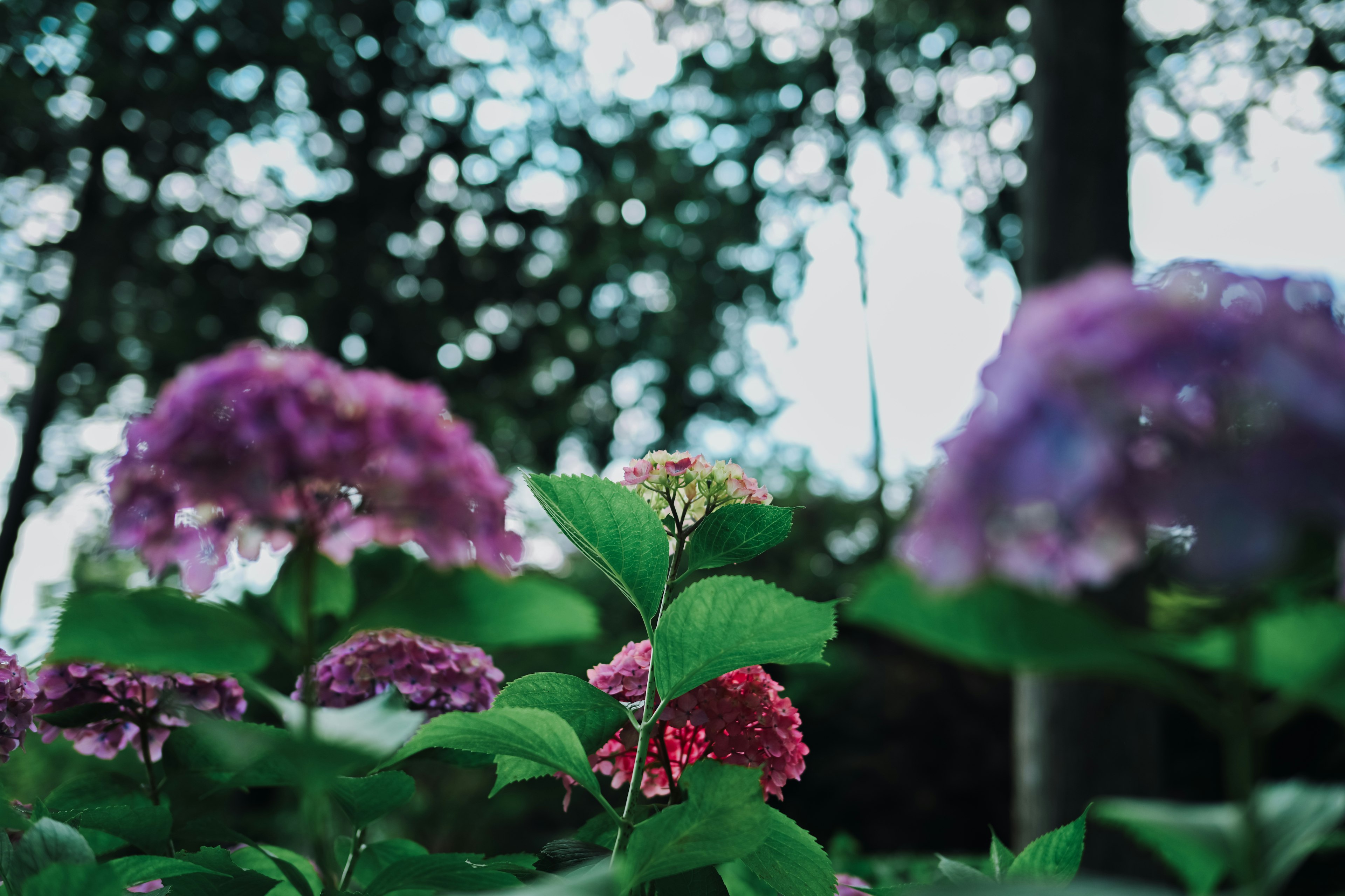 Close-up of colorful hydrangea flowers with green leaves in a natural setting