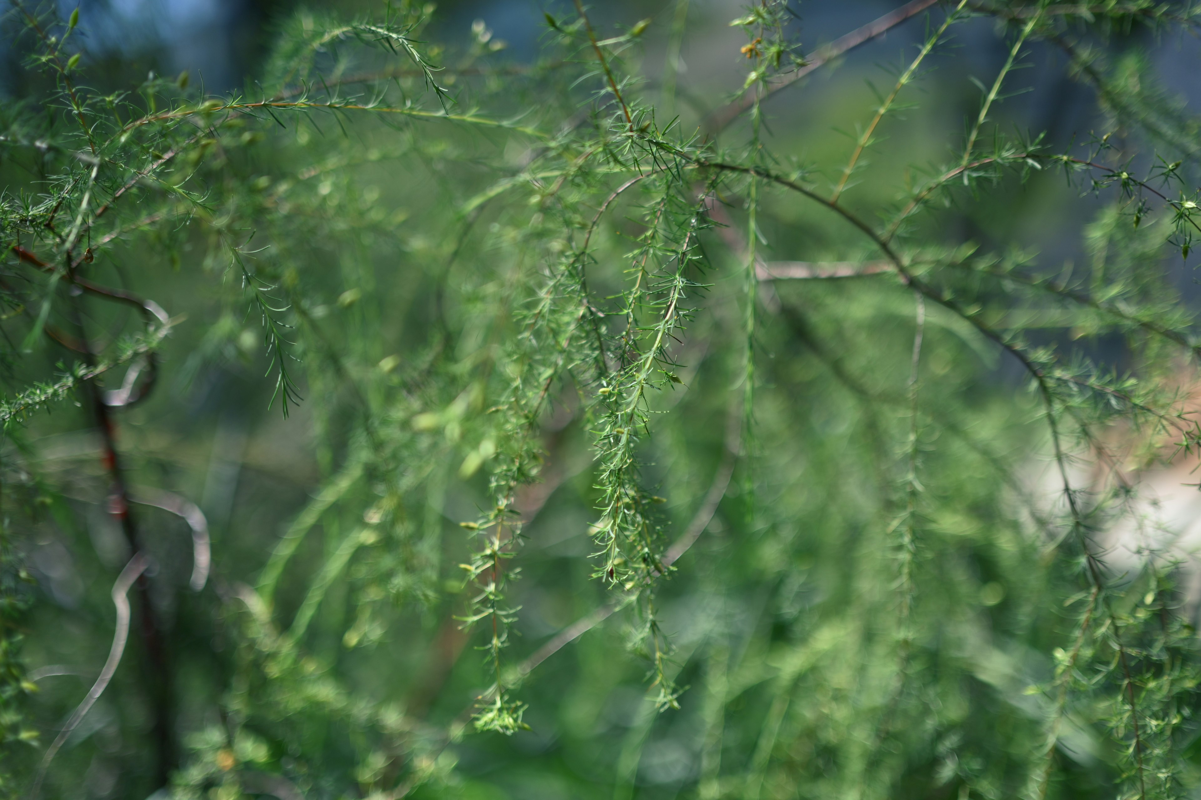 緑色の細長い葉が特徴的な植物のクローズアップ