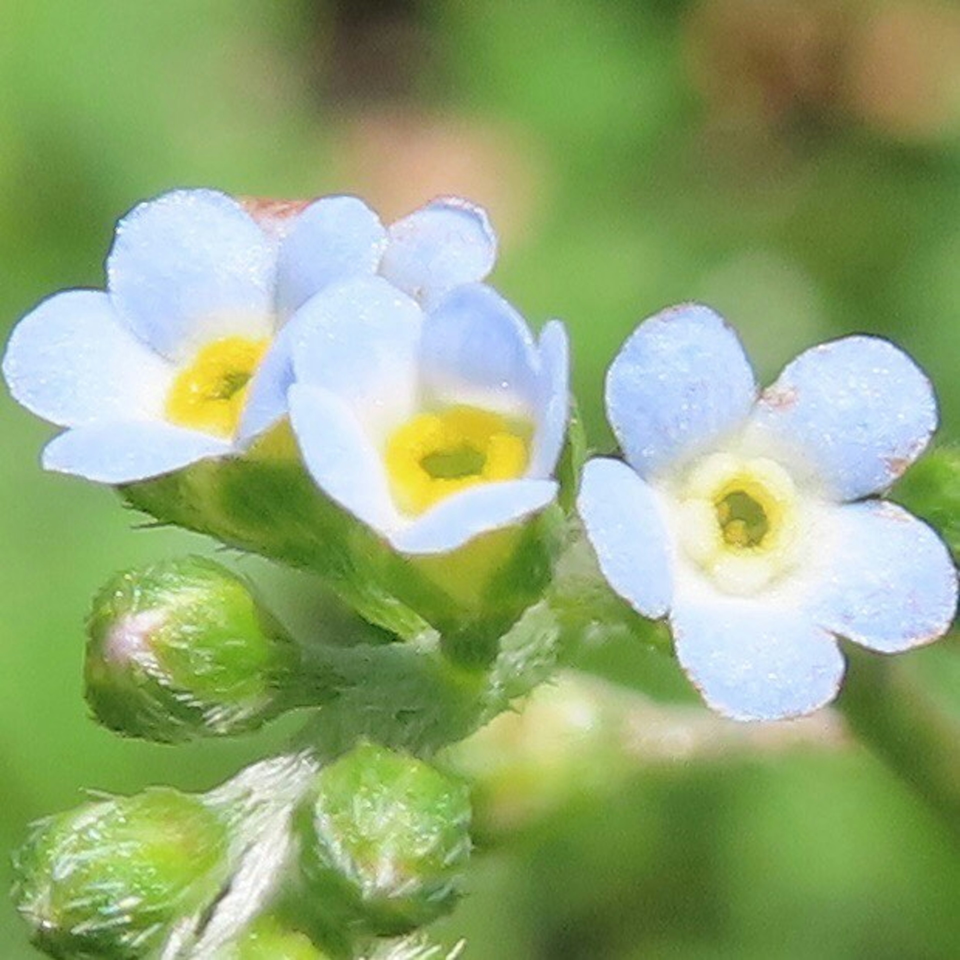 Zarte blaue Blumen mit gelben Zentren und grünen Knospen