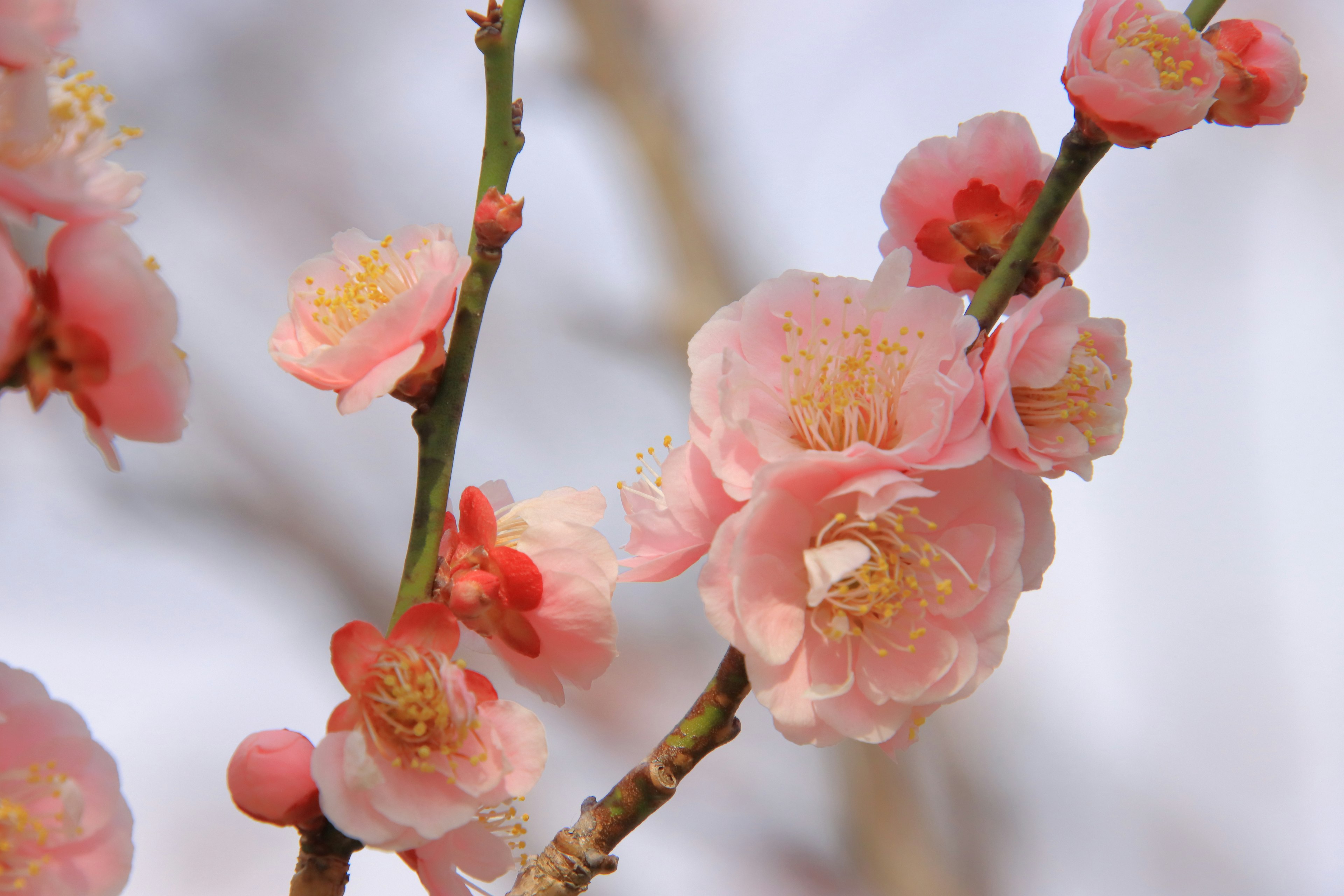 Branche de fleurs de prunier rose en fleurs