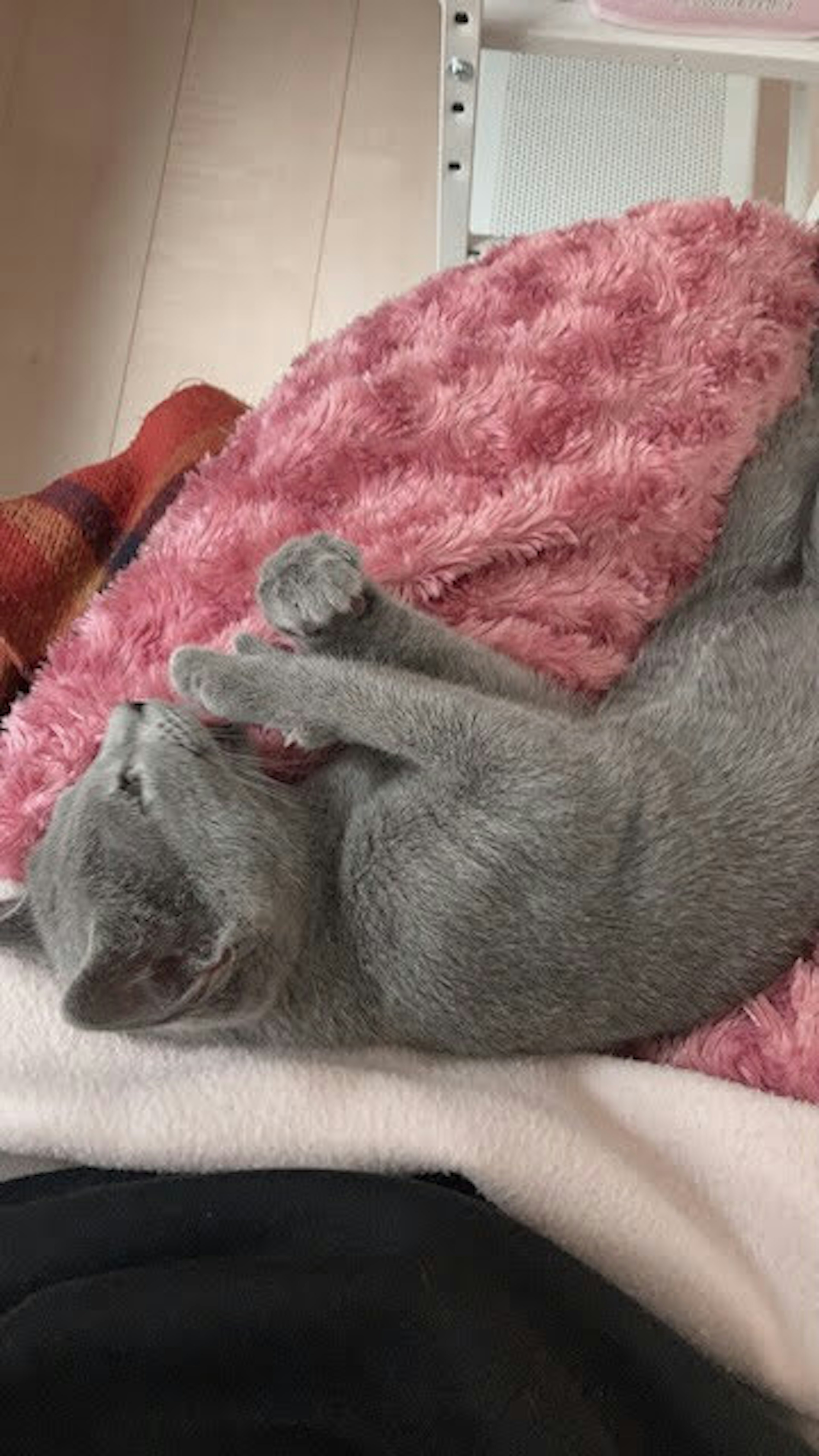 Un gatito gris durmiendo sobre una manta rosa