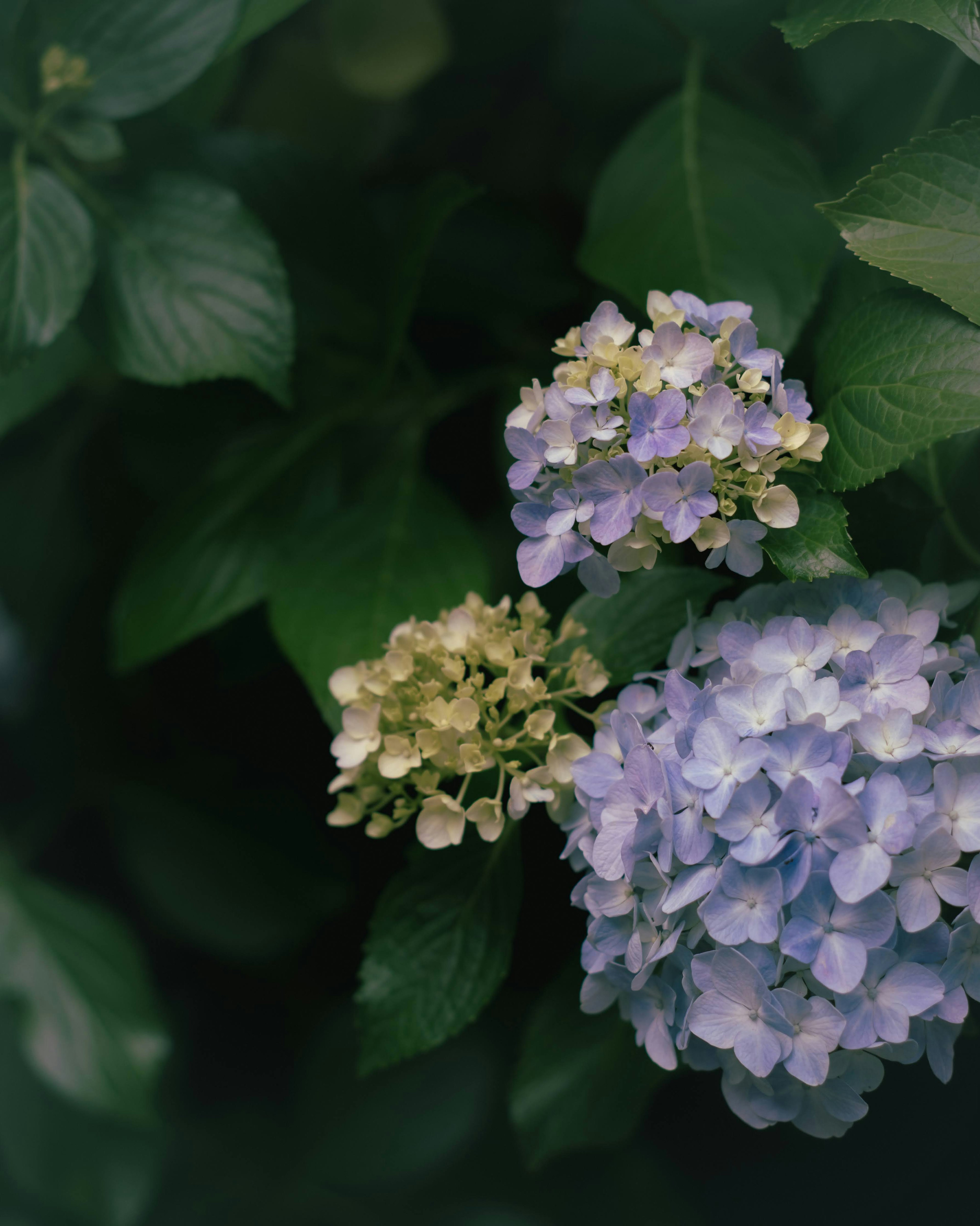 Blaue Hortensienblüten mit grünen Blättern