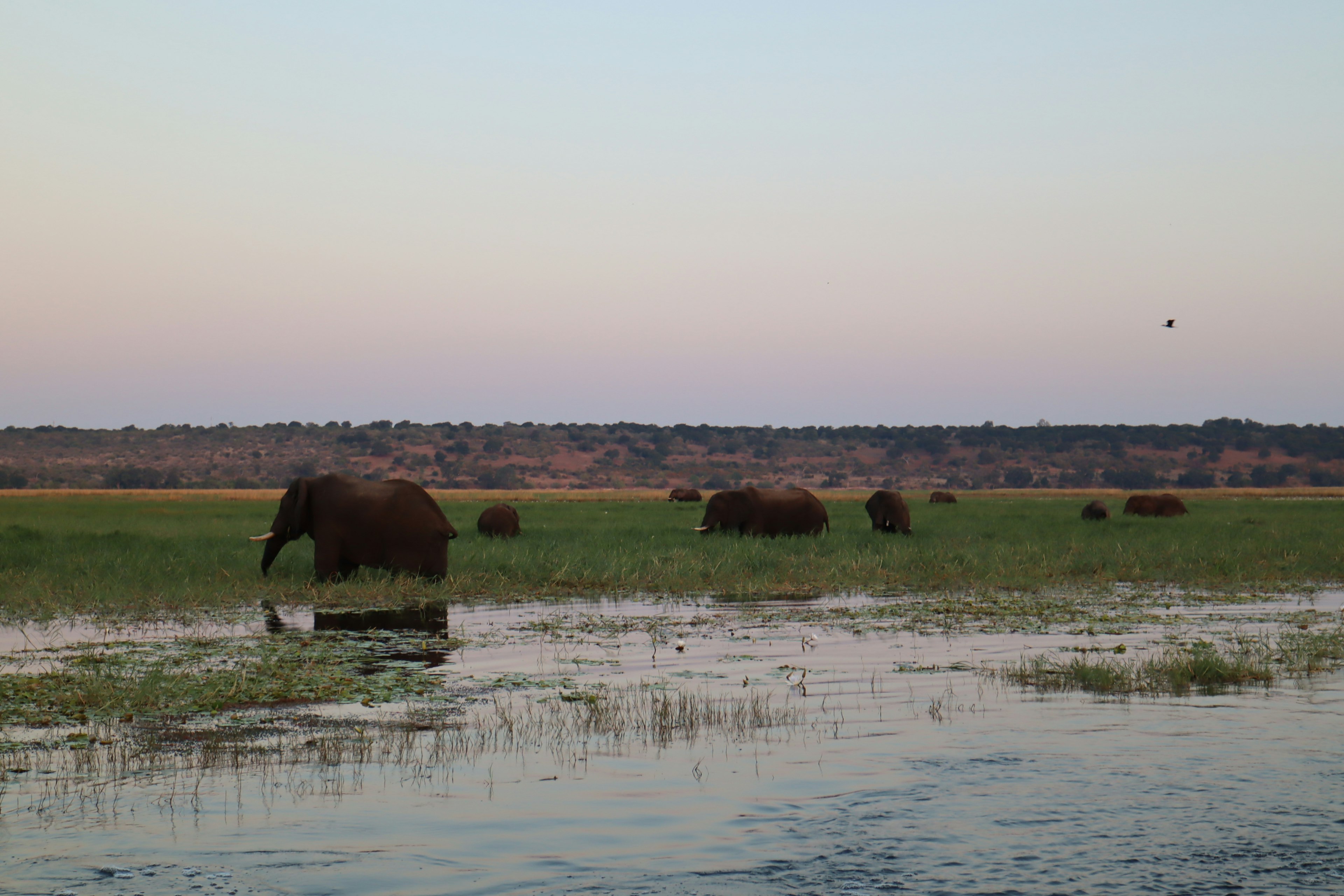 Éléphants broutant près d'un plan d'eau au coucher du soleil