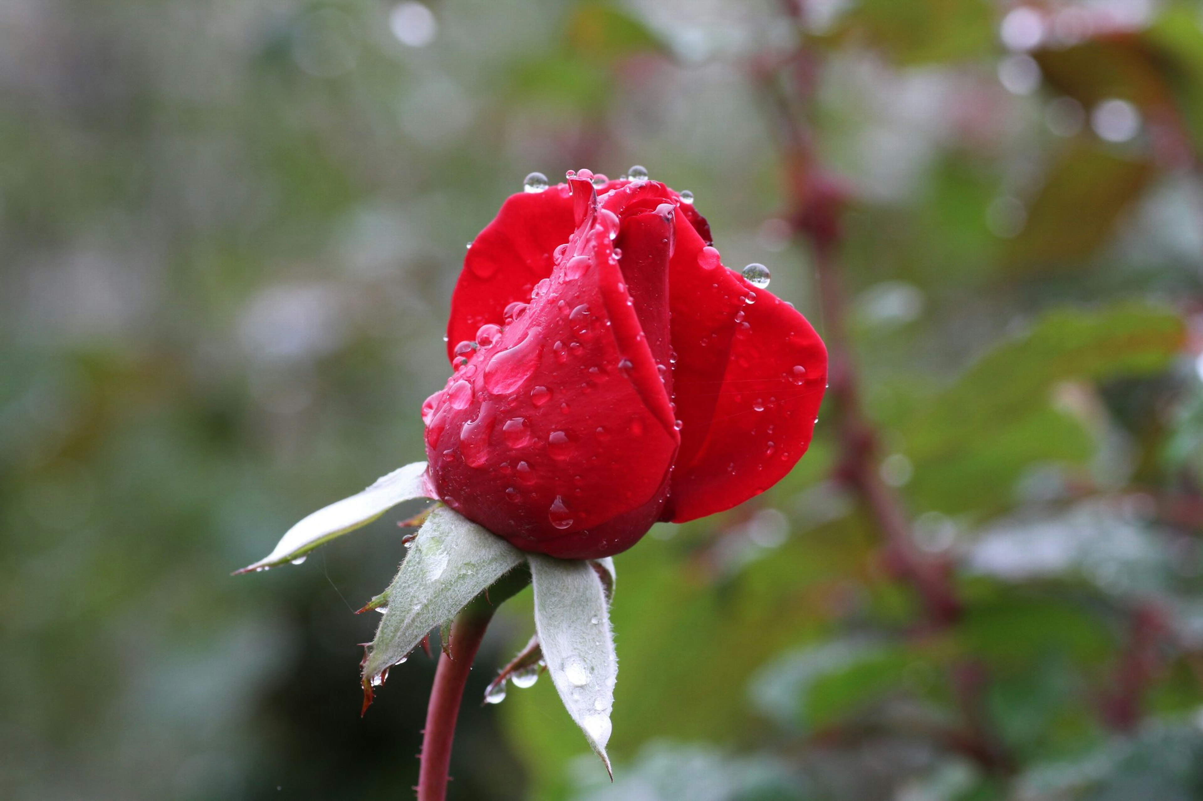 Primer plano de una rosa roja con gotas de rocío en los pétalos