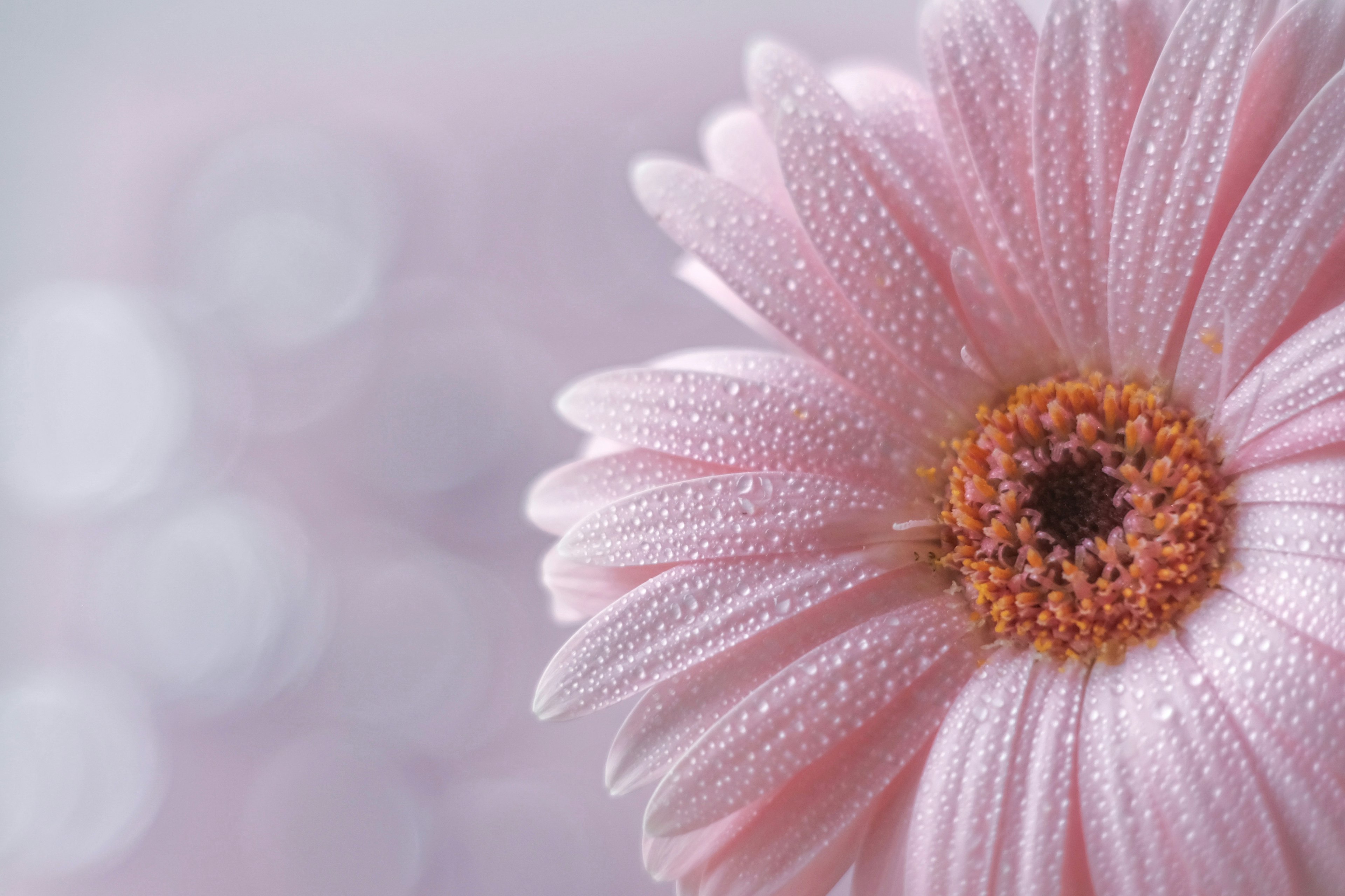 Kedekatan bunga gerbera pink dengan tetesan embun di kelopaknya