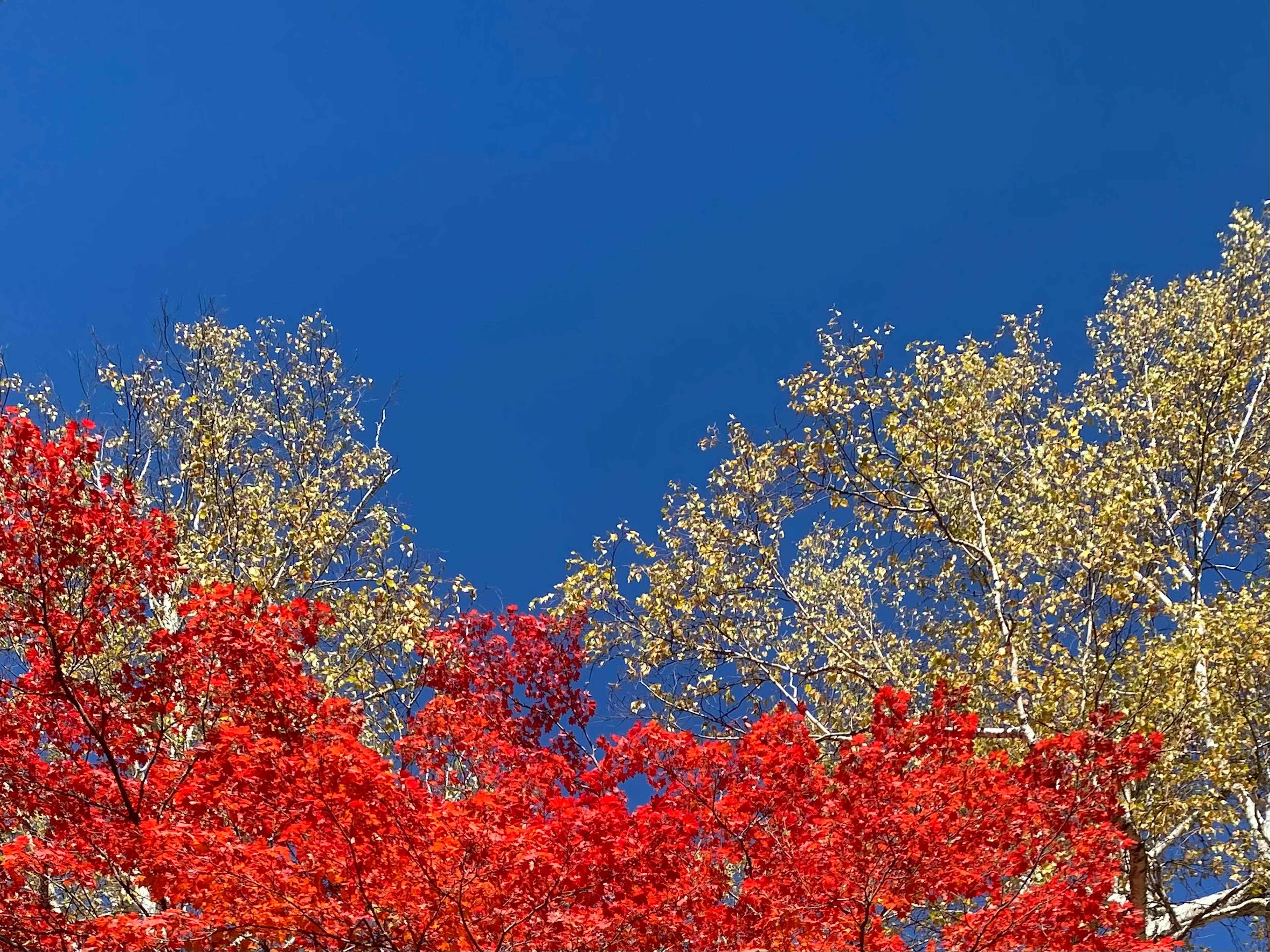 Beautiful landscape with red and yellow trees under a blue sky