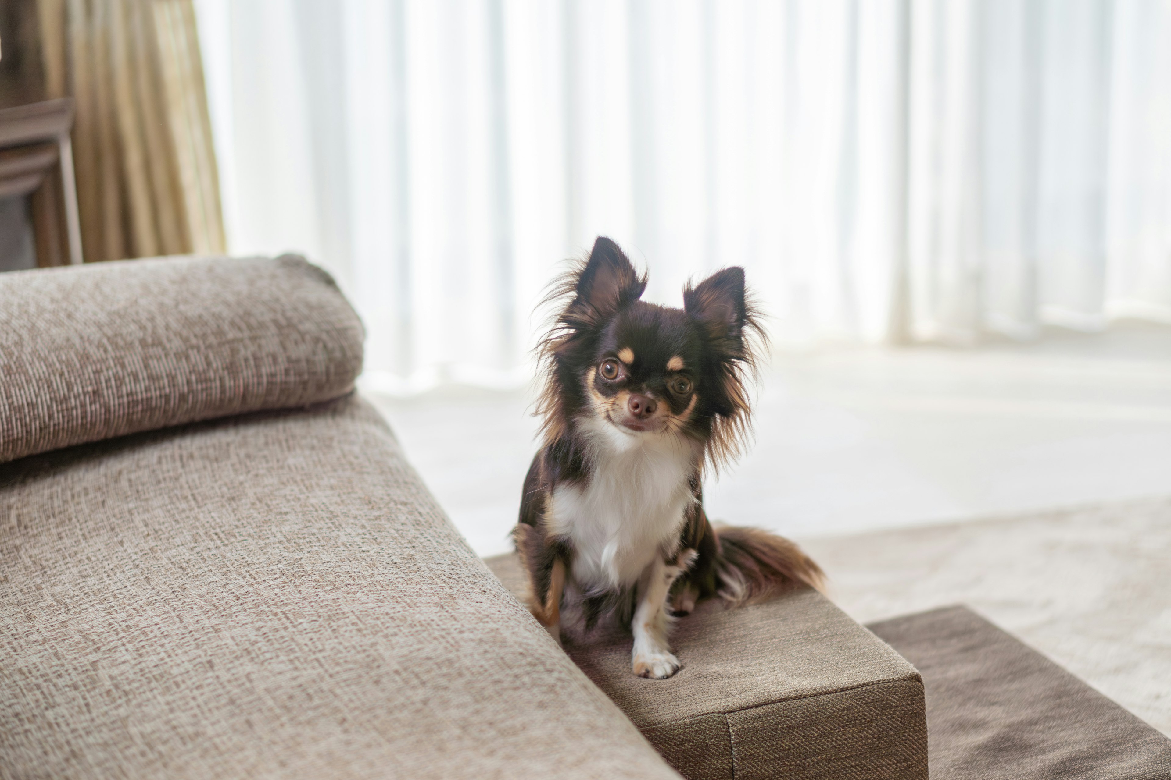 Ein brauner und weißer Chihuahua sitzt auf einem Sofa in einer gemütlichen Innenumgebung