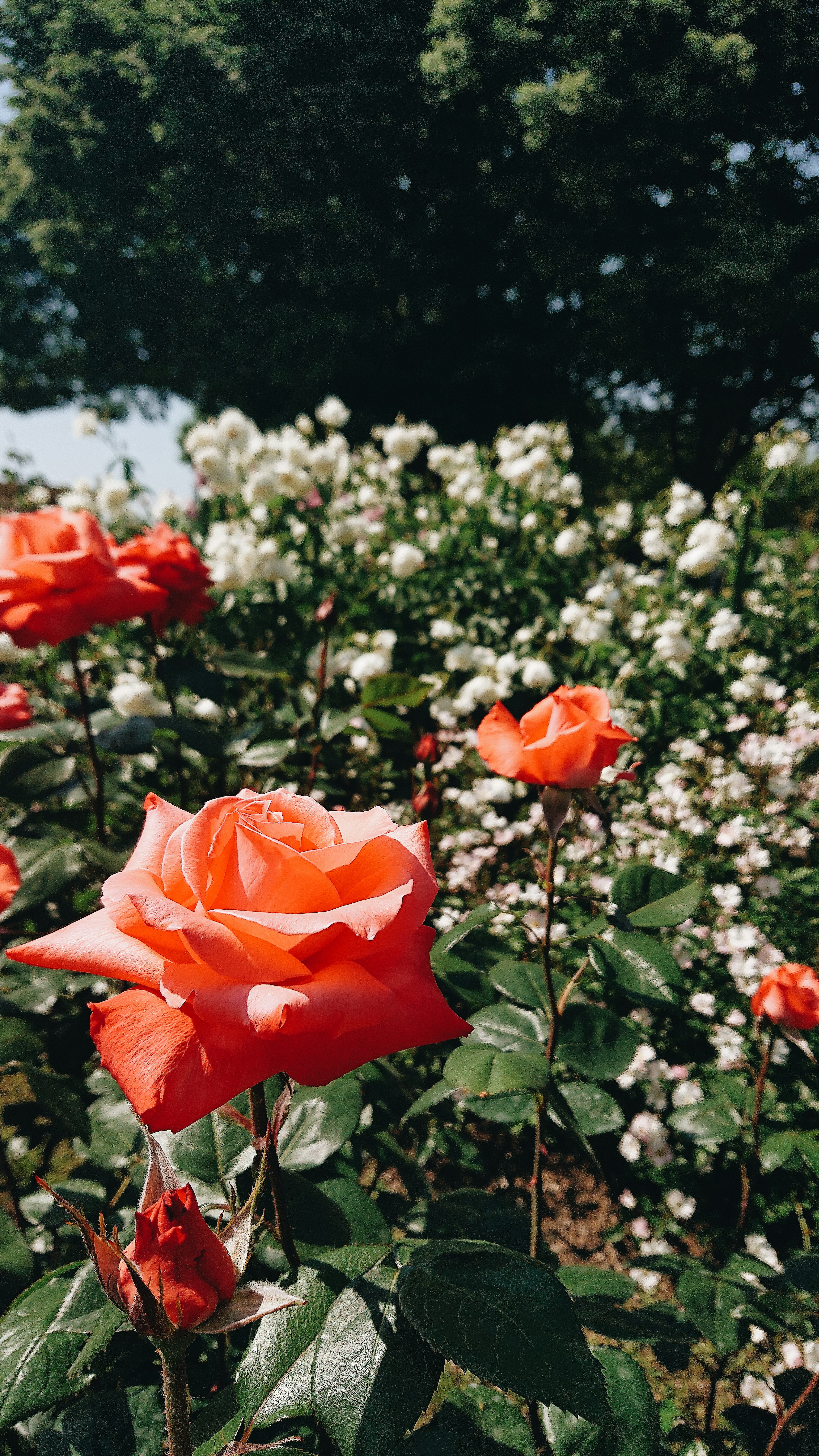 Vibrant orange roses in a garden with white flowers in the background