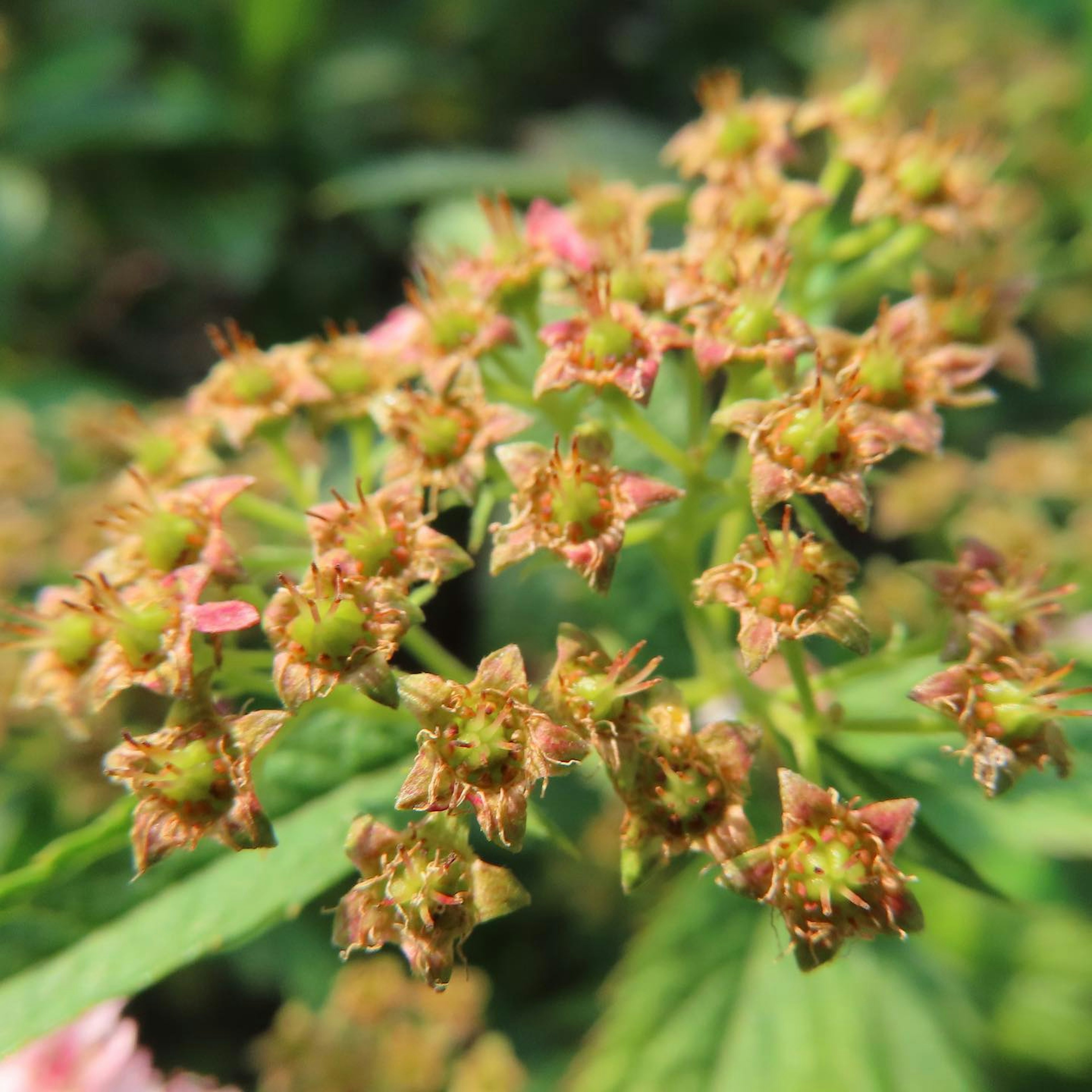 Raggruppamento di piccoli fiori circondati da foglie verdi