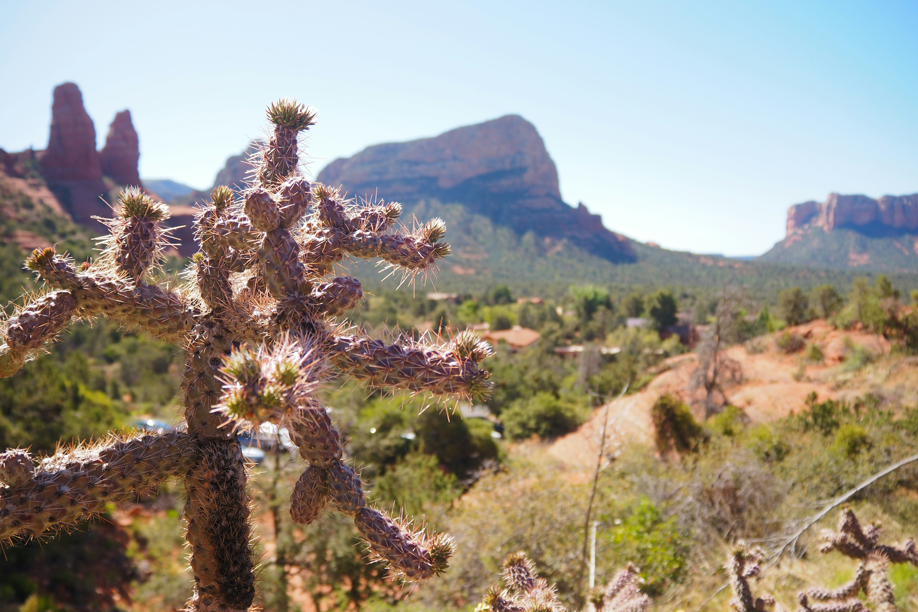 Cactus in a dry landscape with mountains in the background