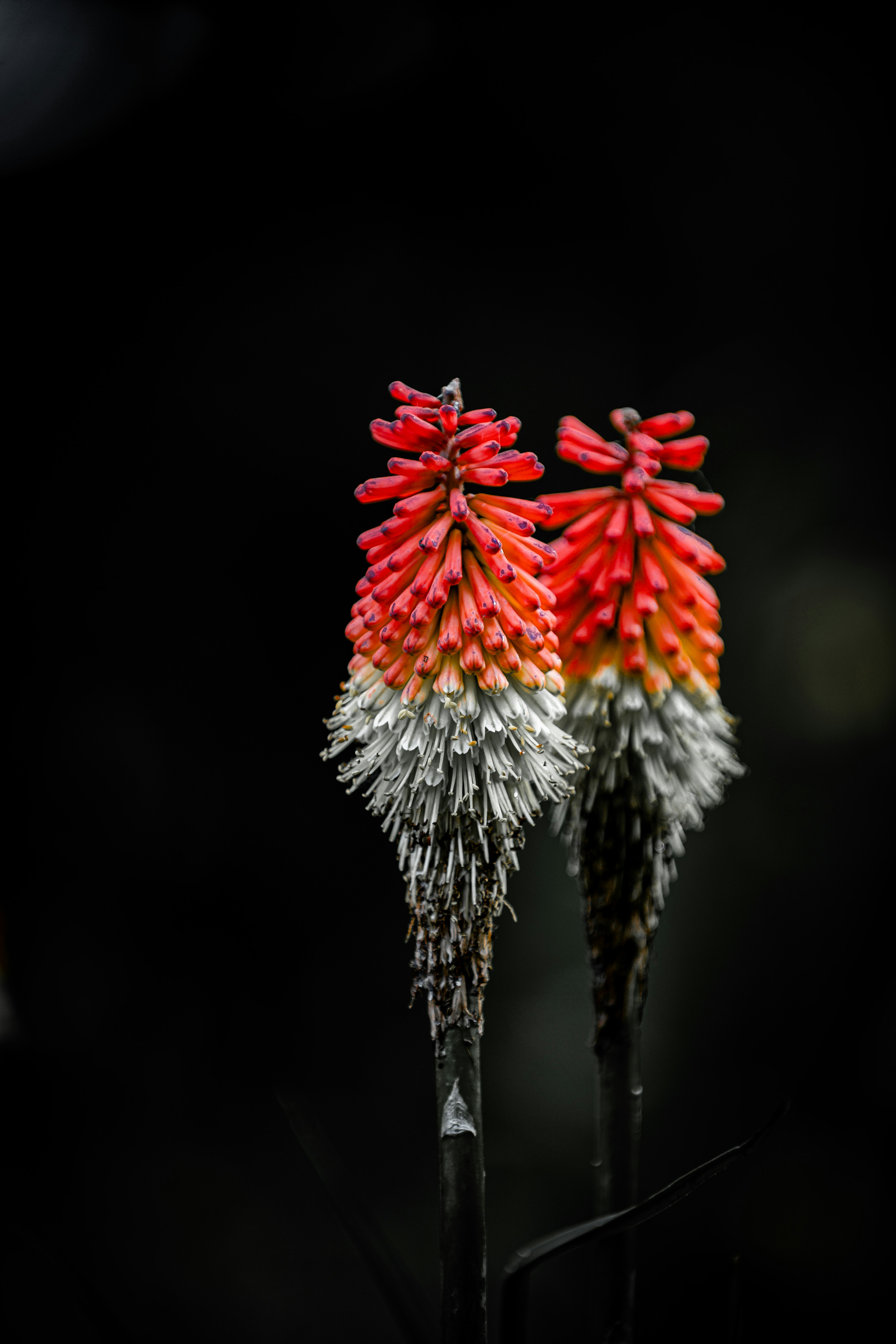 赤と白の花が暗い背景に映える