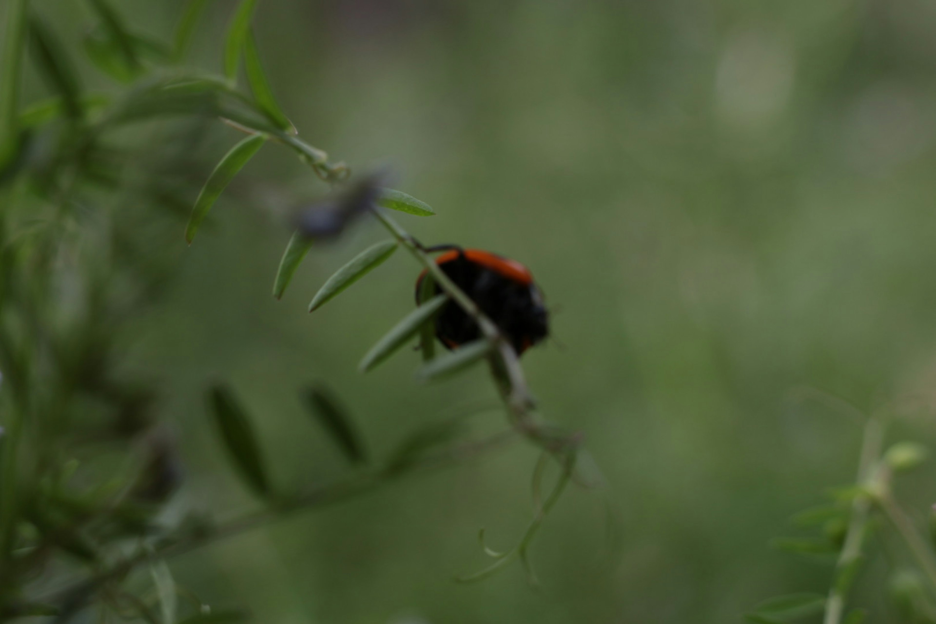 緑の背景に黒と赤の昆虫が葉の上にいる