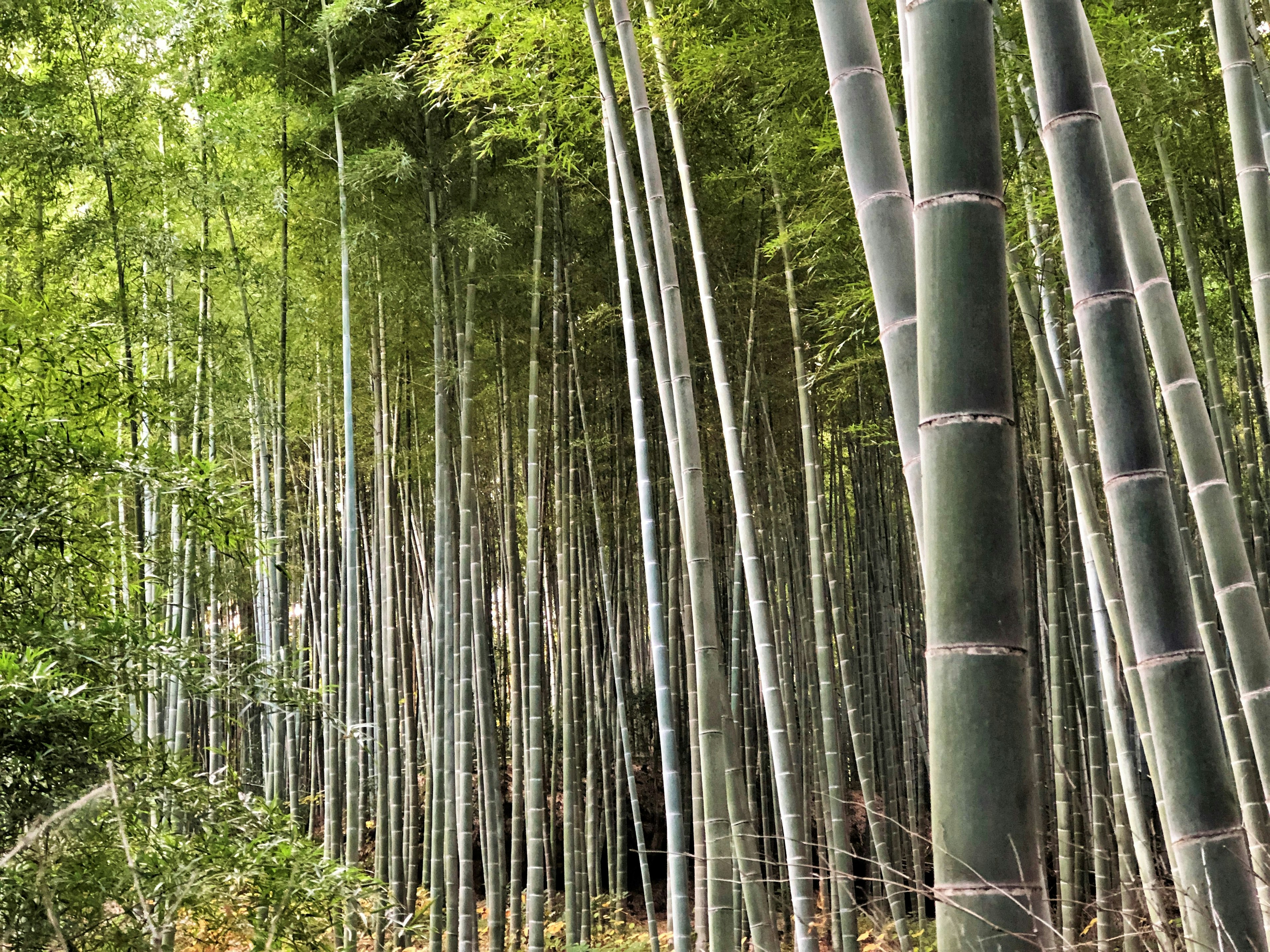 Alti steli di bambù che si ergono contro uno sfondo forestale verde