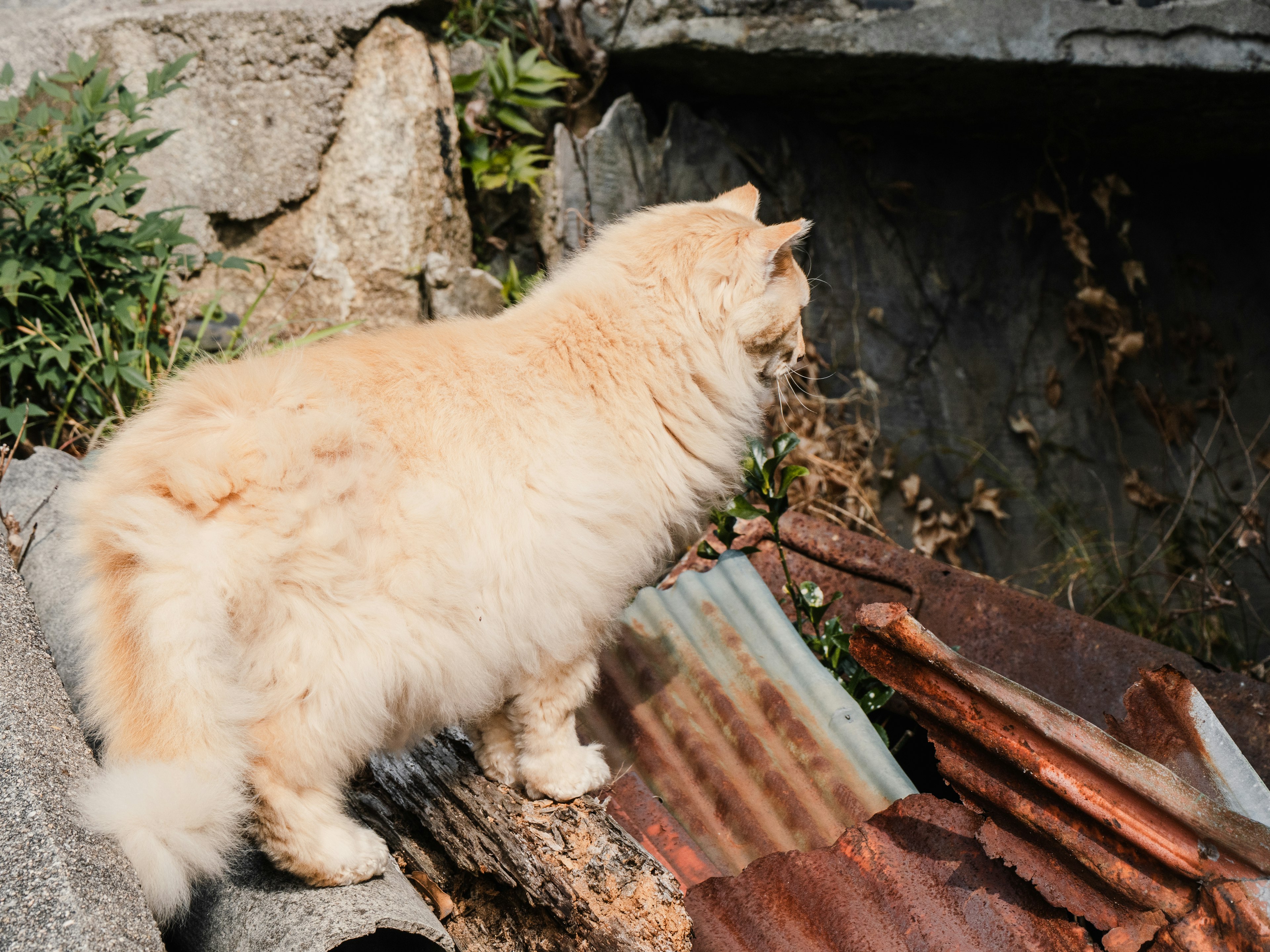 Kucing oranye berbulu berdiri di atas puing-puing logam berkarat