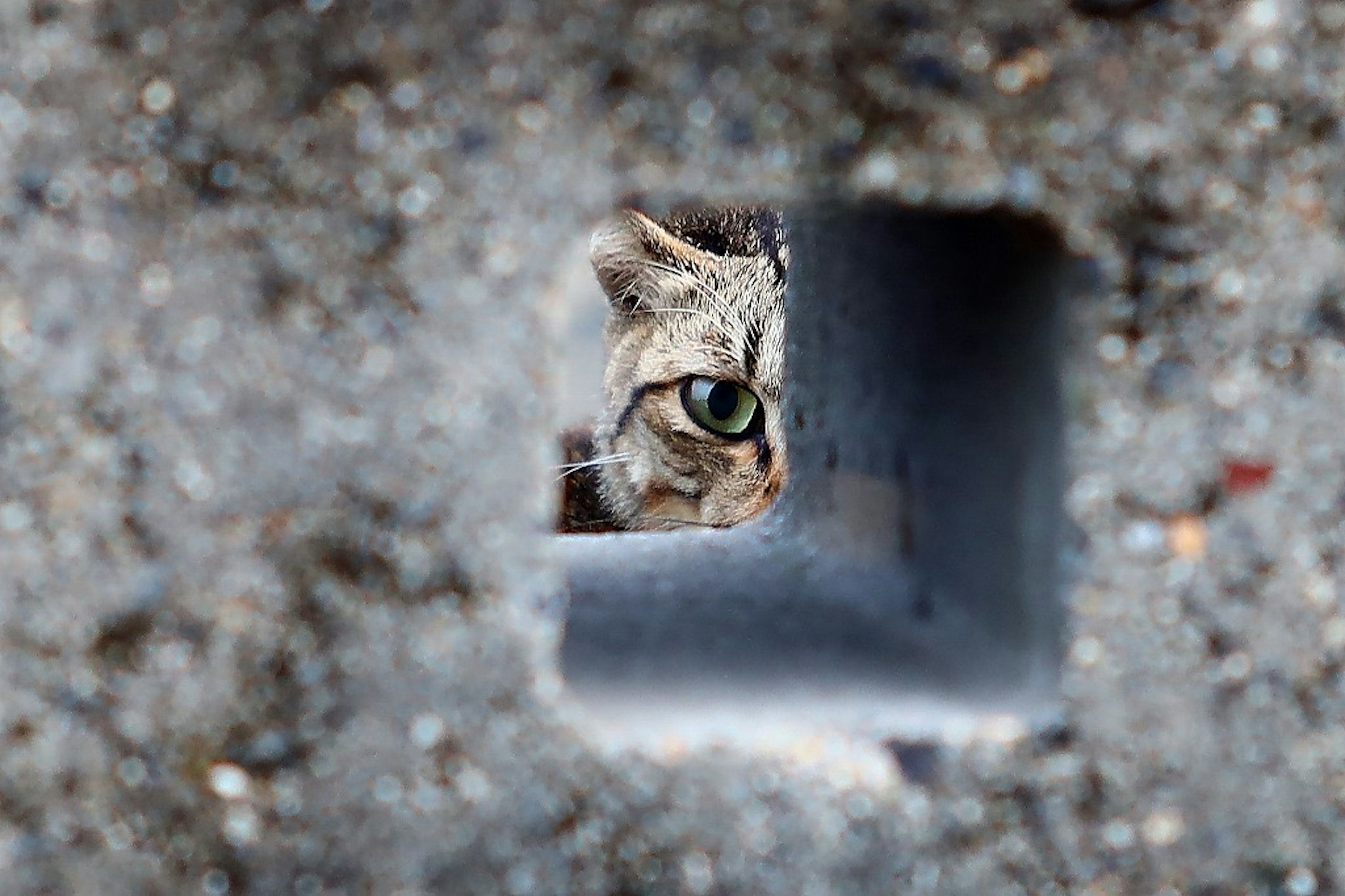 Primer plano del ojo de un gato mirando a través de un agujero en el concreto