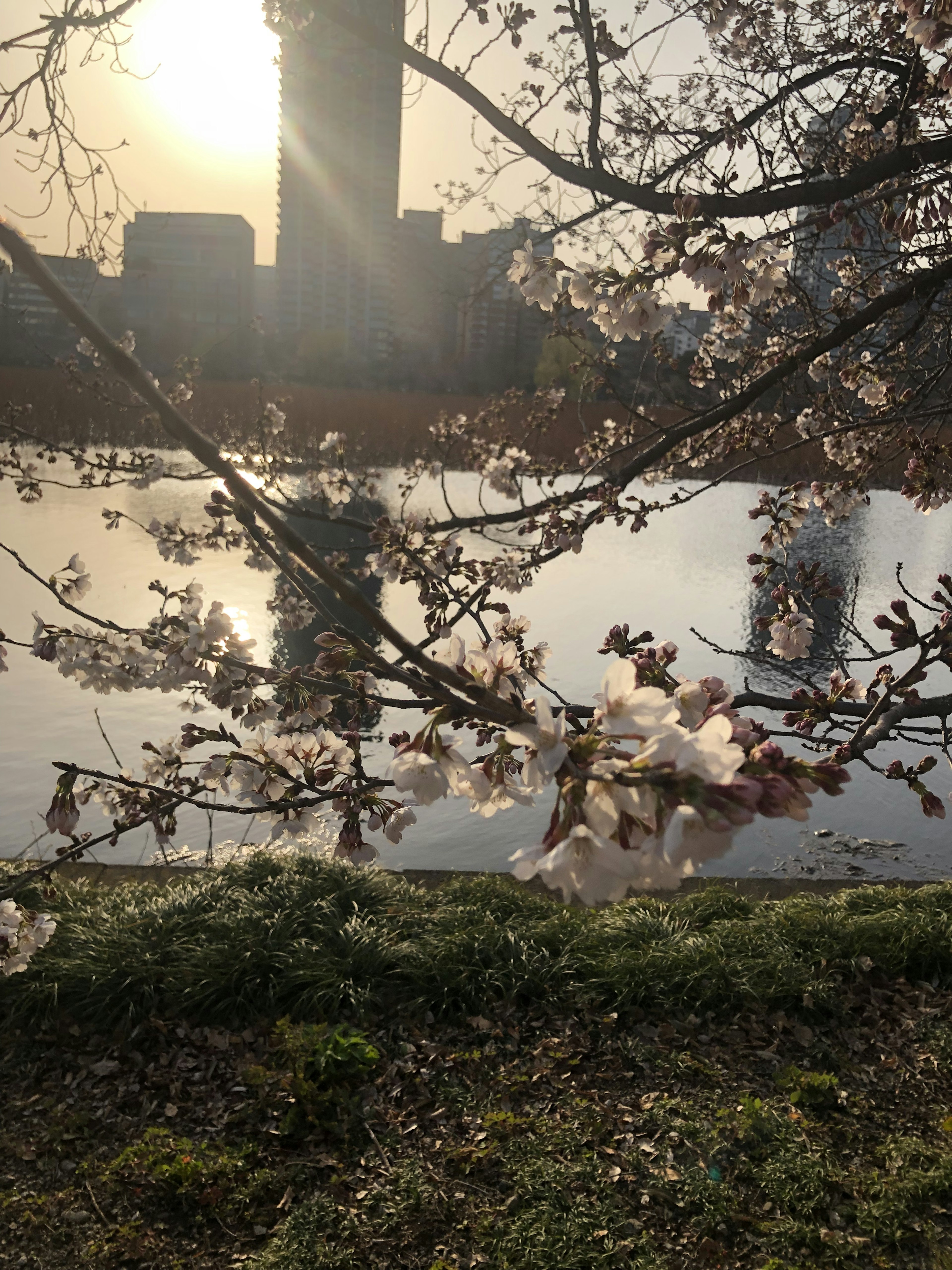 Cherry blossoms against a sunset by the river