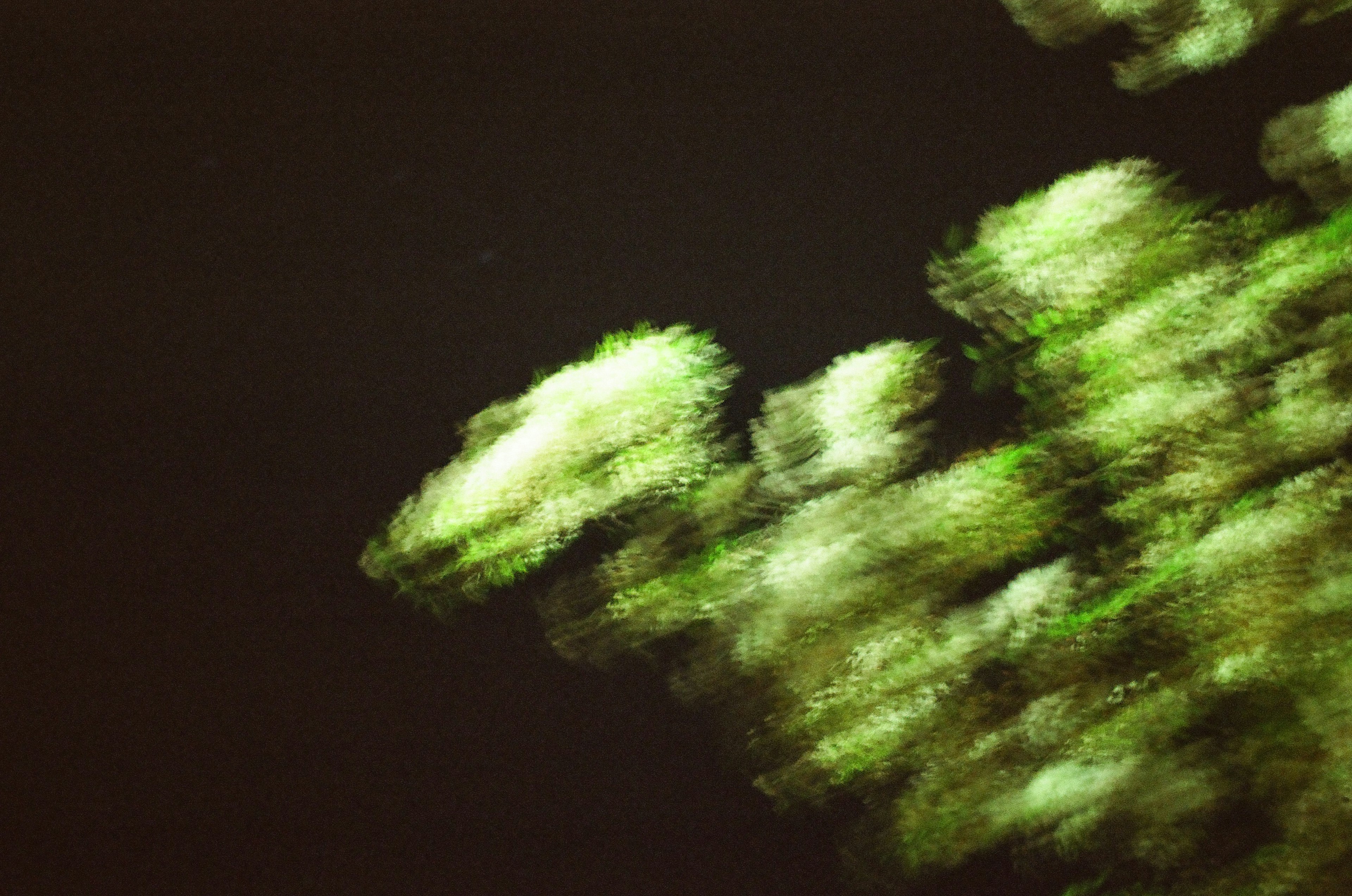 Blurred image of green leaves against a dark background