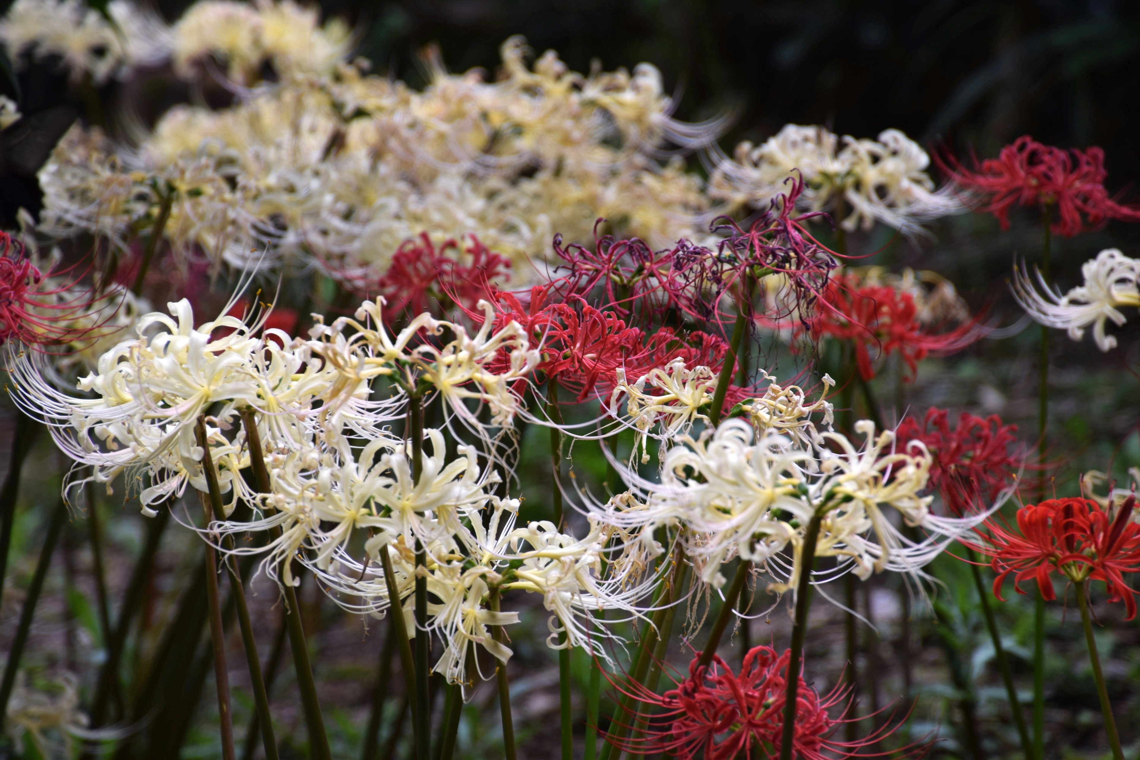 Field of red and white spider lilies in bloom