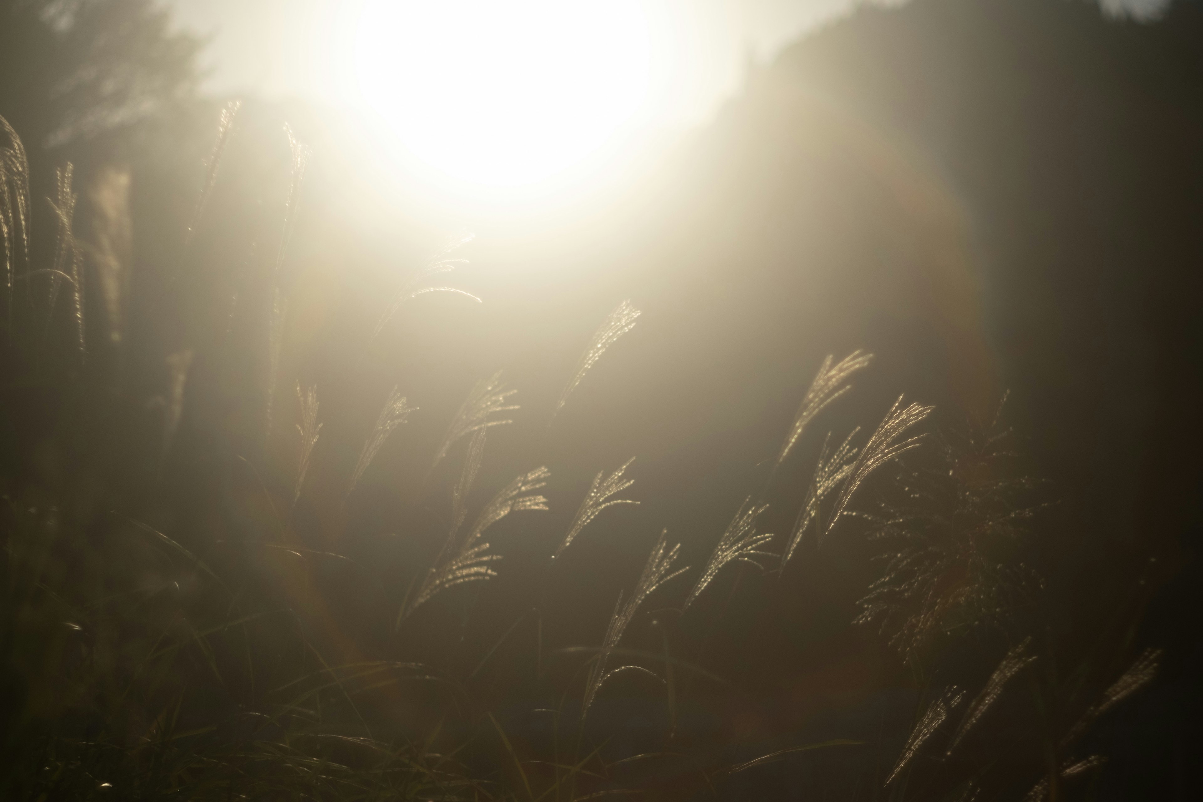 Eine Landschaft mit Grashalmen, die im sanften Licht schwanken