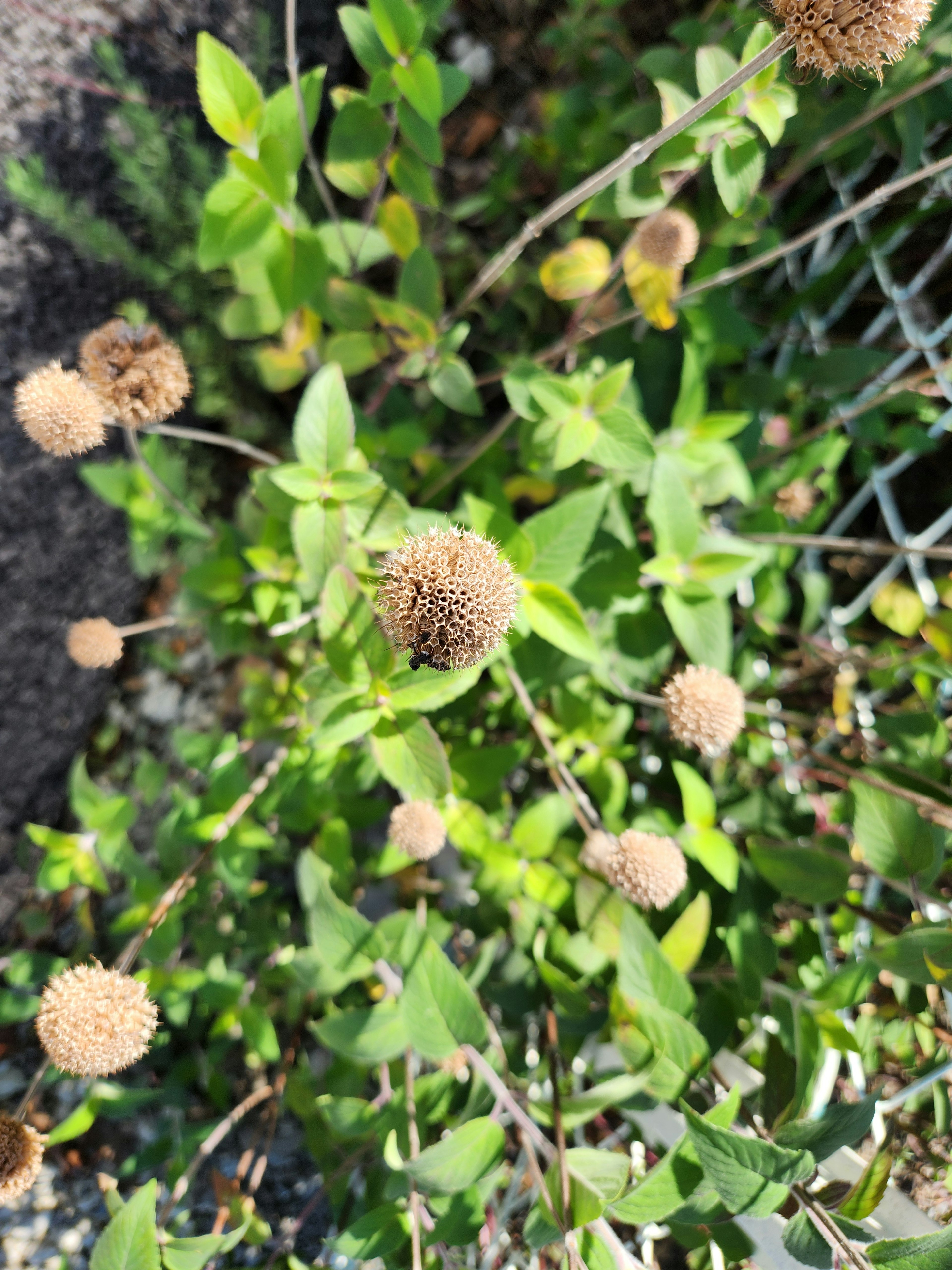 緑の葉と茶色の丸い花が特徴的な植物の上からの画像