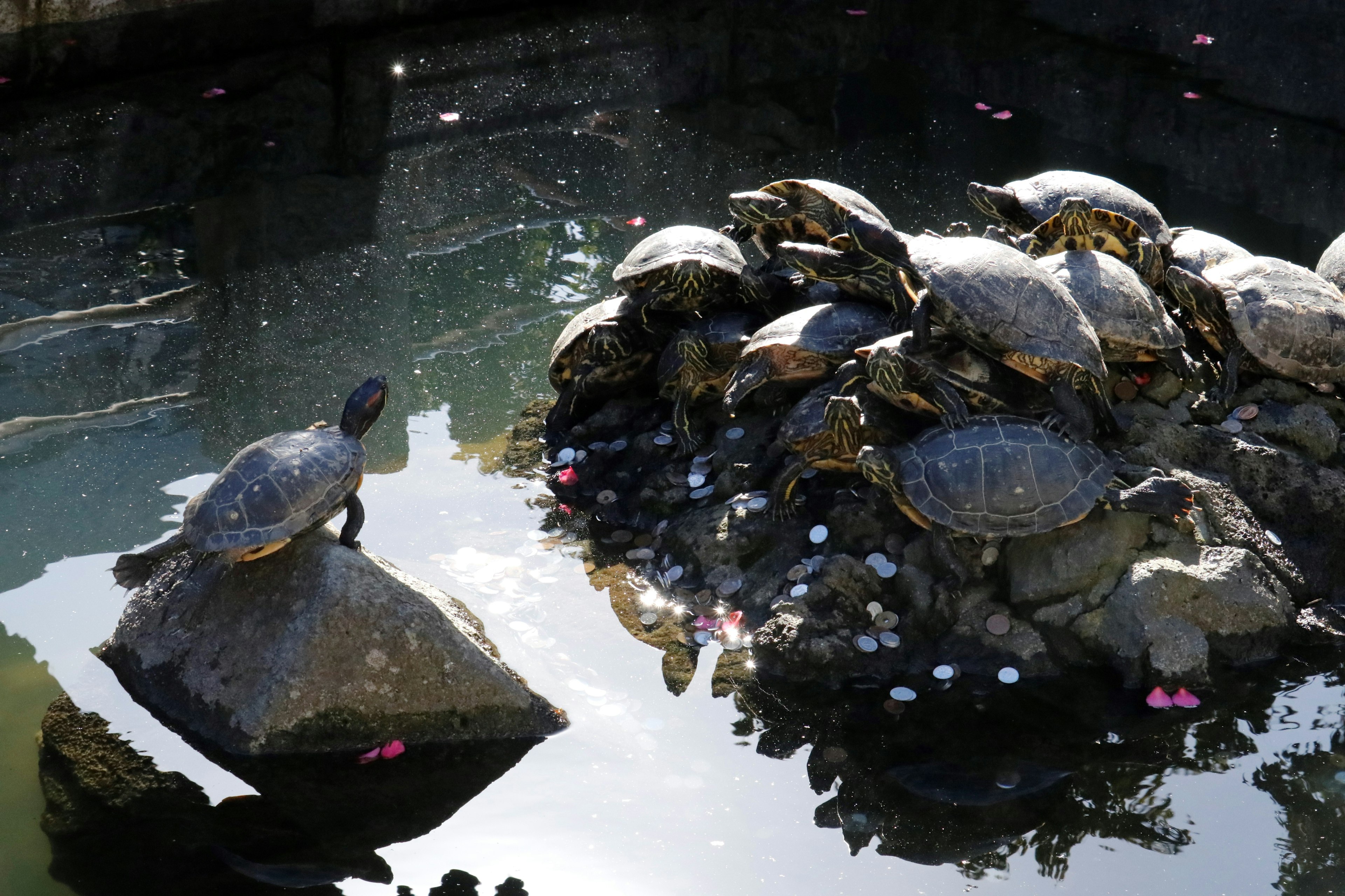 Turtles gathered on a rock in a pond with reflections on the water