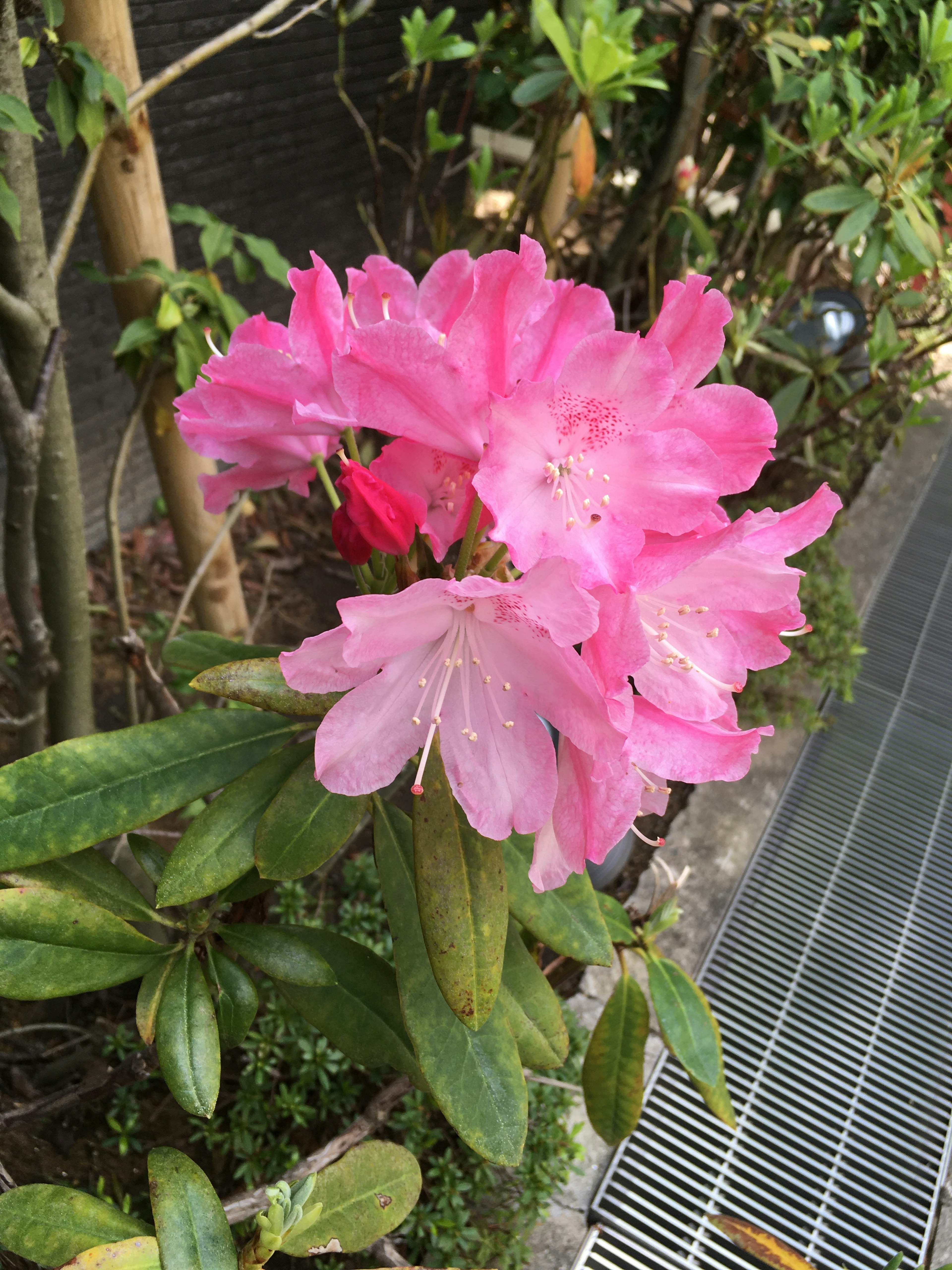 Fleurs d'azalée roses vives en pleine floraison dans un jardin