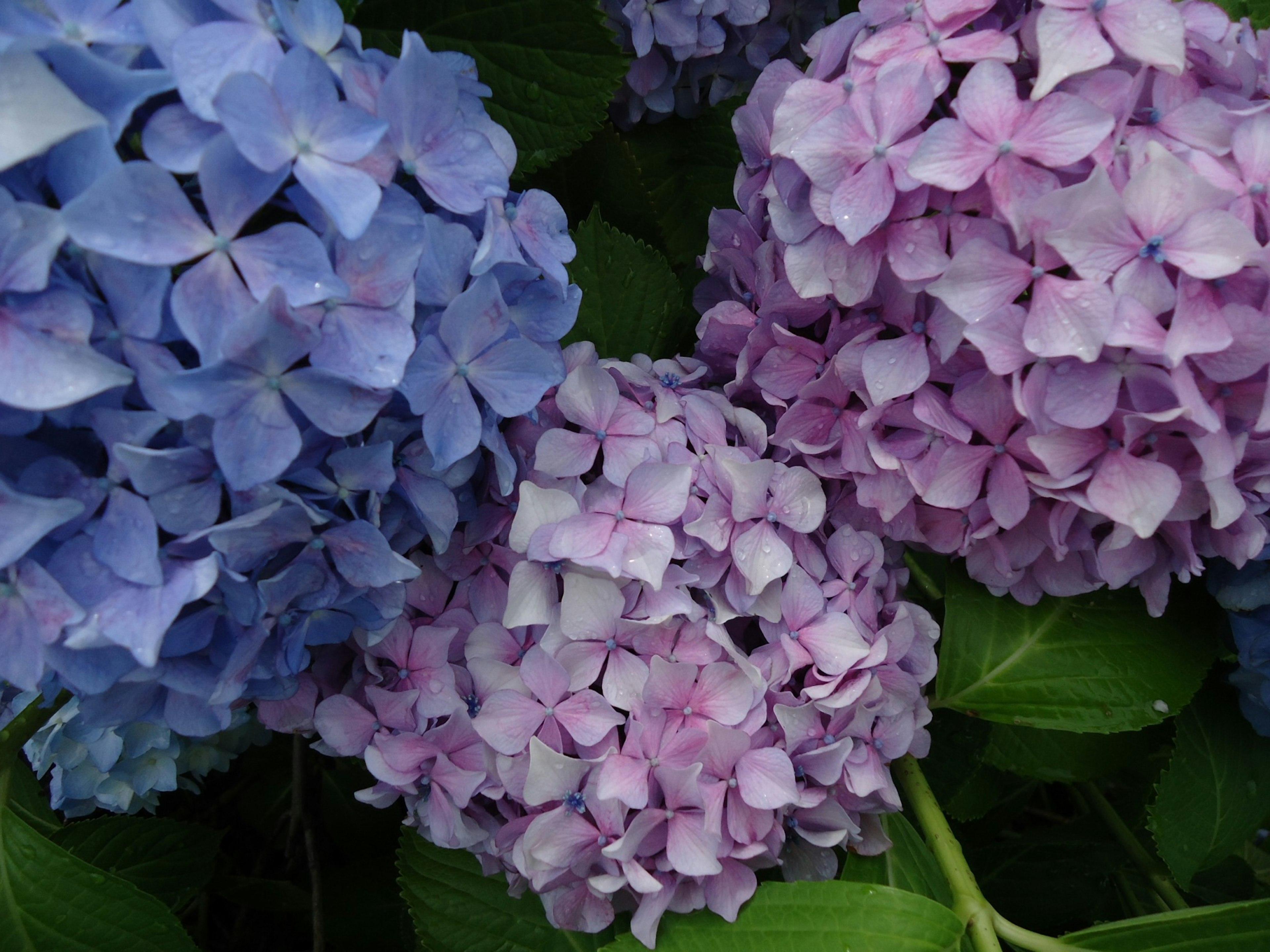 Bunga hydrangea biru dan ungu mekar