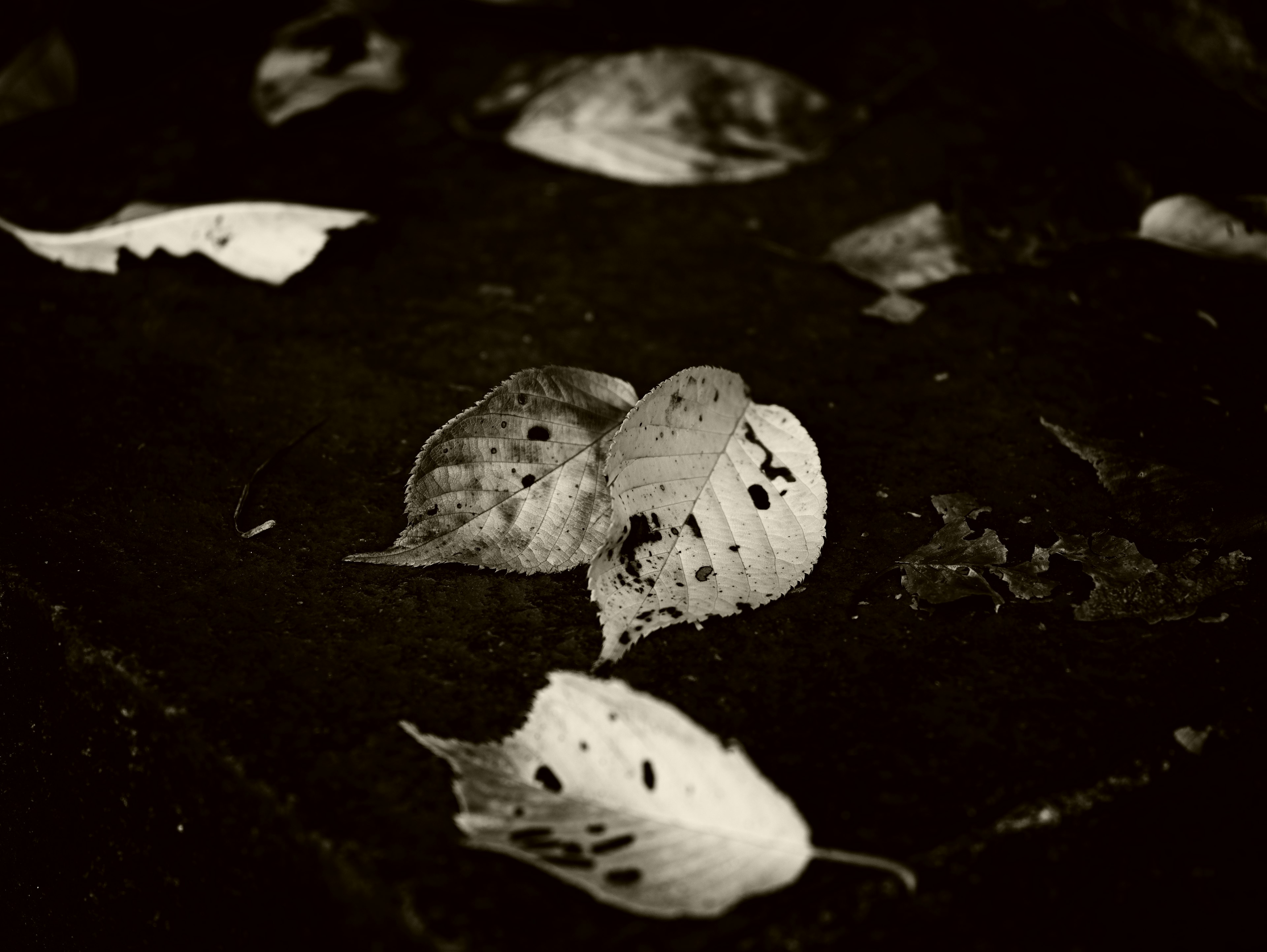 Photo en noir et blanc de feuilles éparpillées sur le sol