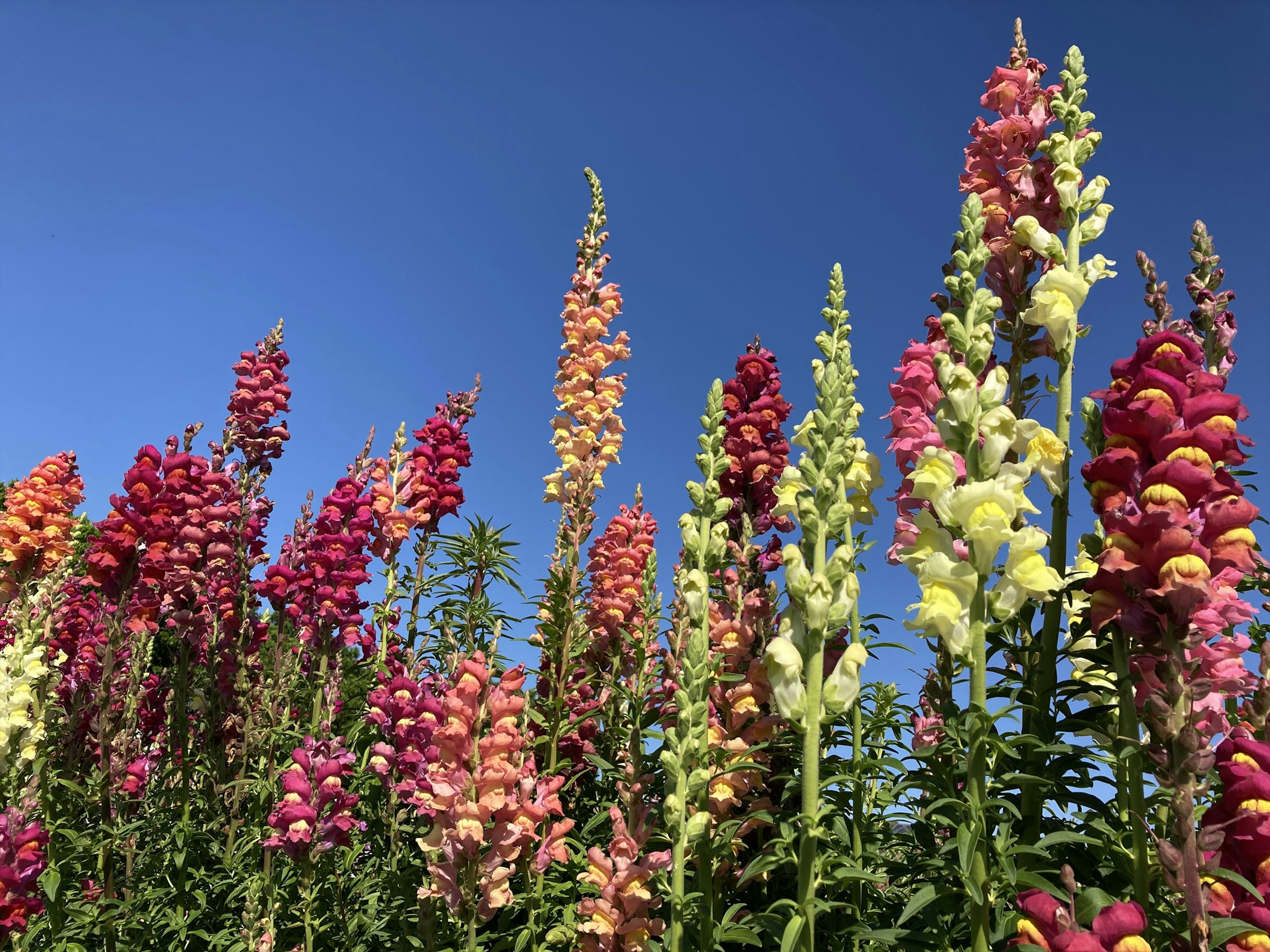 青空の下で咲く様々な色のキツネノテブクロの花