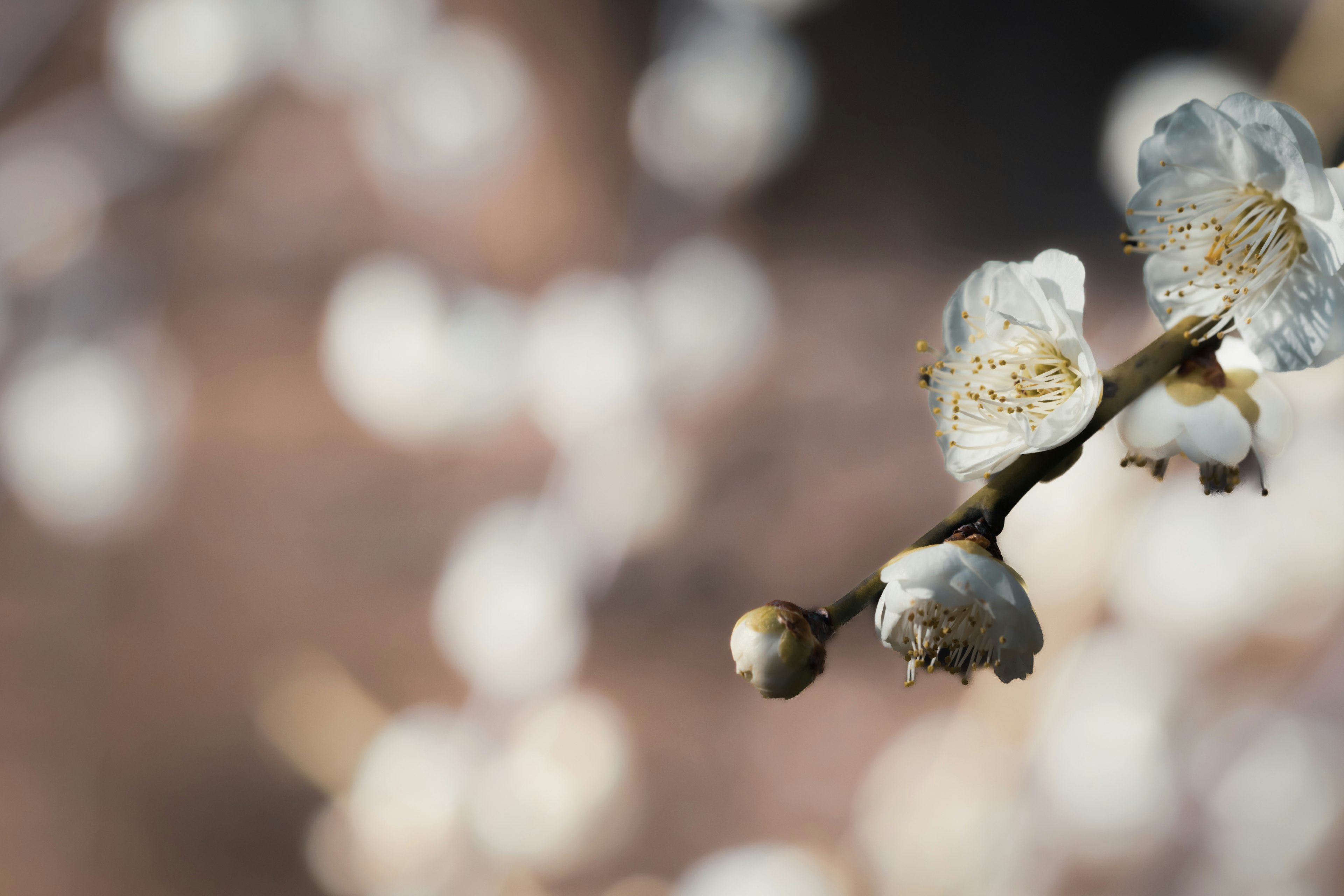 Primo piano di un ramo con fiori bianchi sfondo sfocato