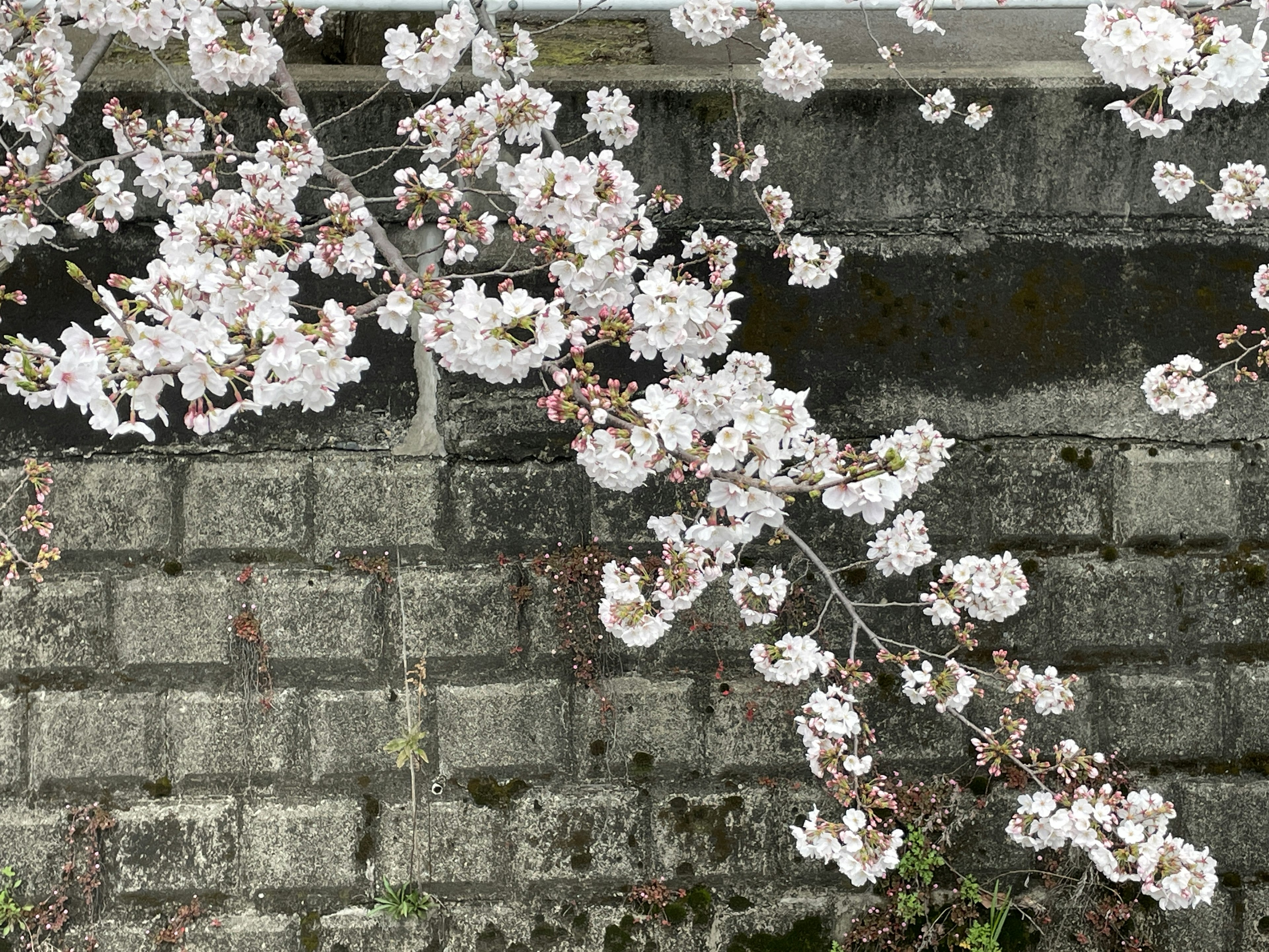 Fiori di ciliegio bianchi che sbocciano contro un muro di pietra grigia