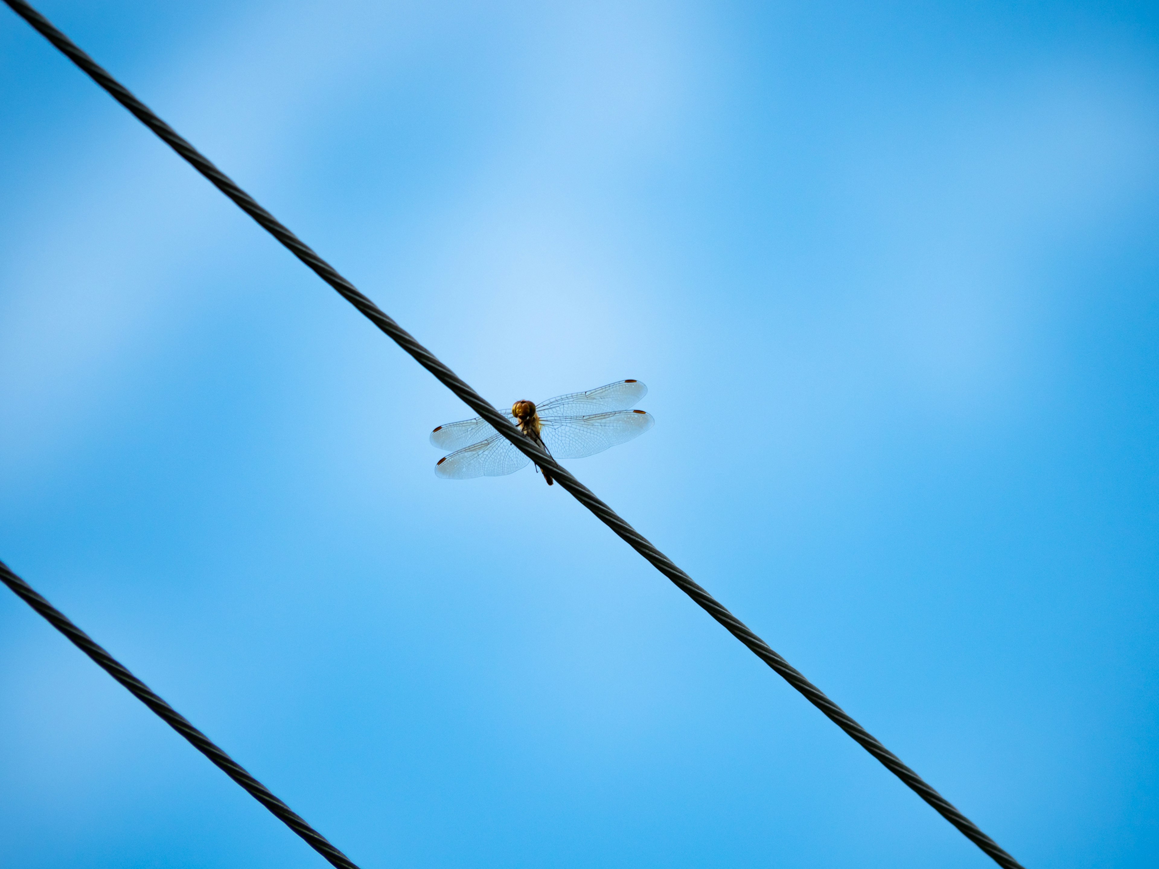 A clear view of a dragonfly perched on a wire against a blue sky