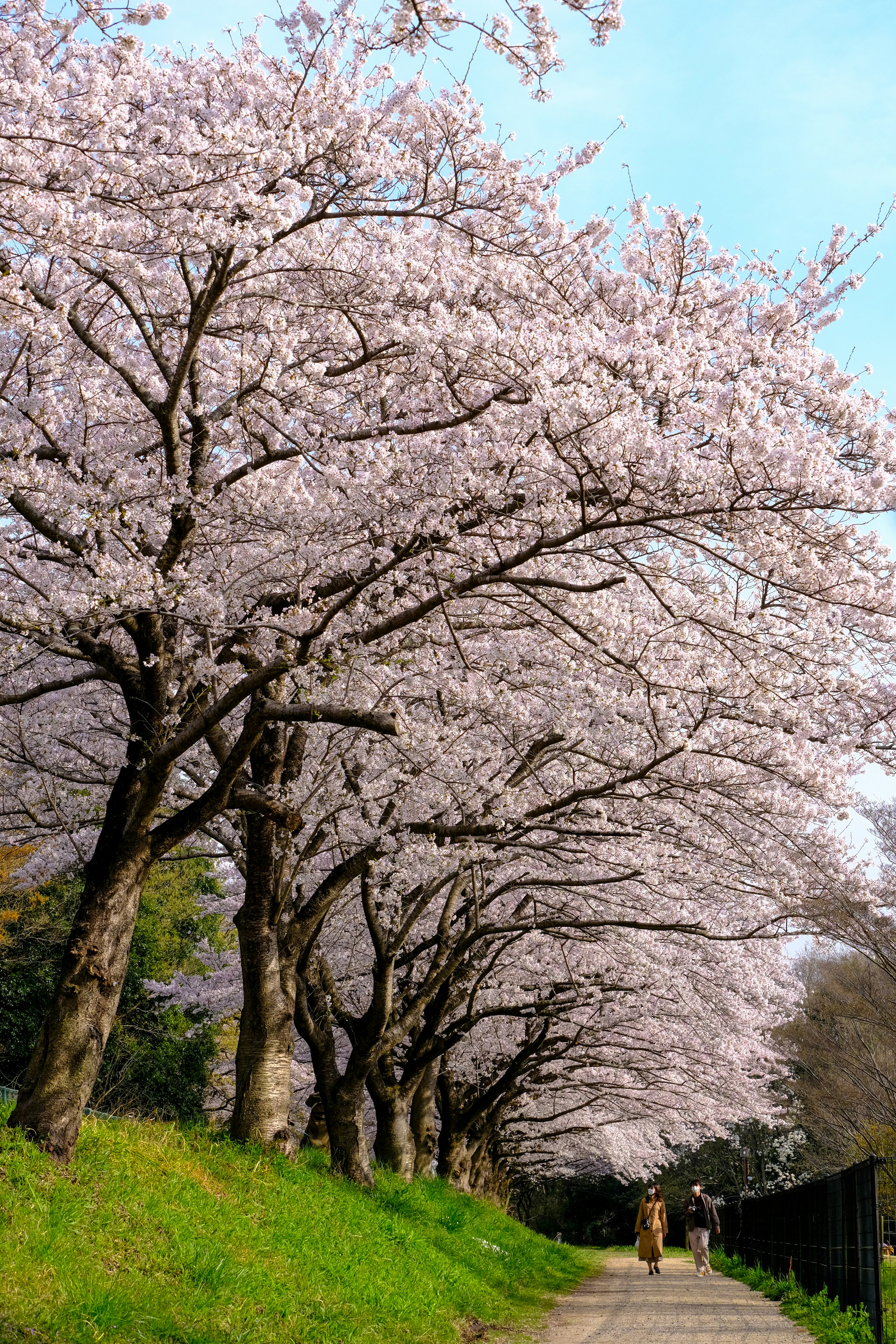 Paysage magnifique avec des cerisiers en fleurs le long d'un chemin