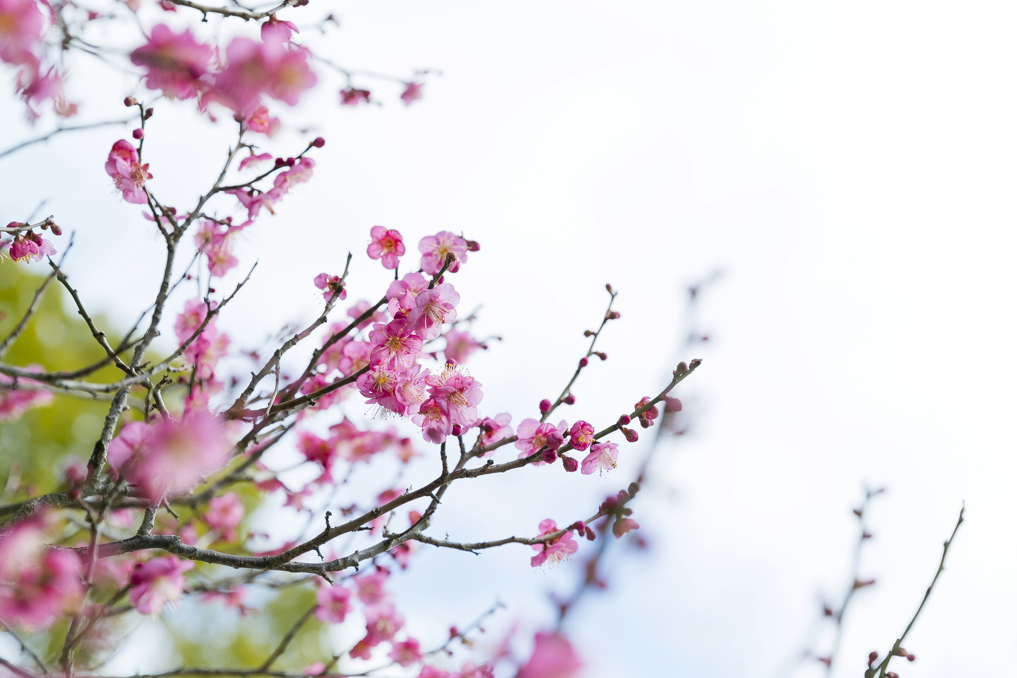 Nahaufnahme von Kirschbaumzweigen mit rosa Blüten