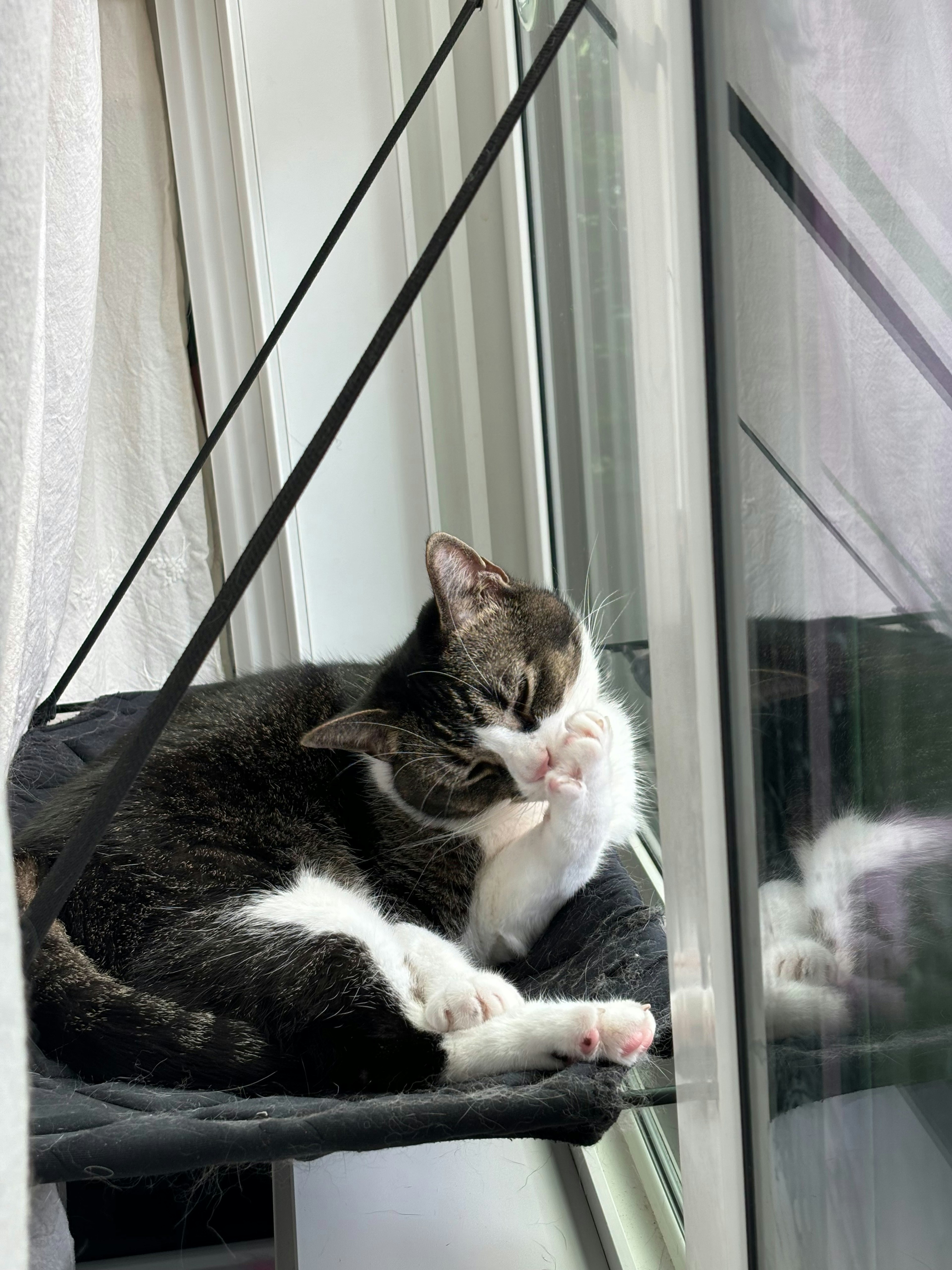 A cat grooming its paw while lounging by the window