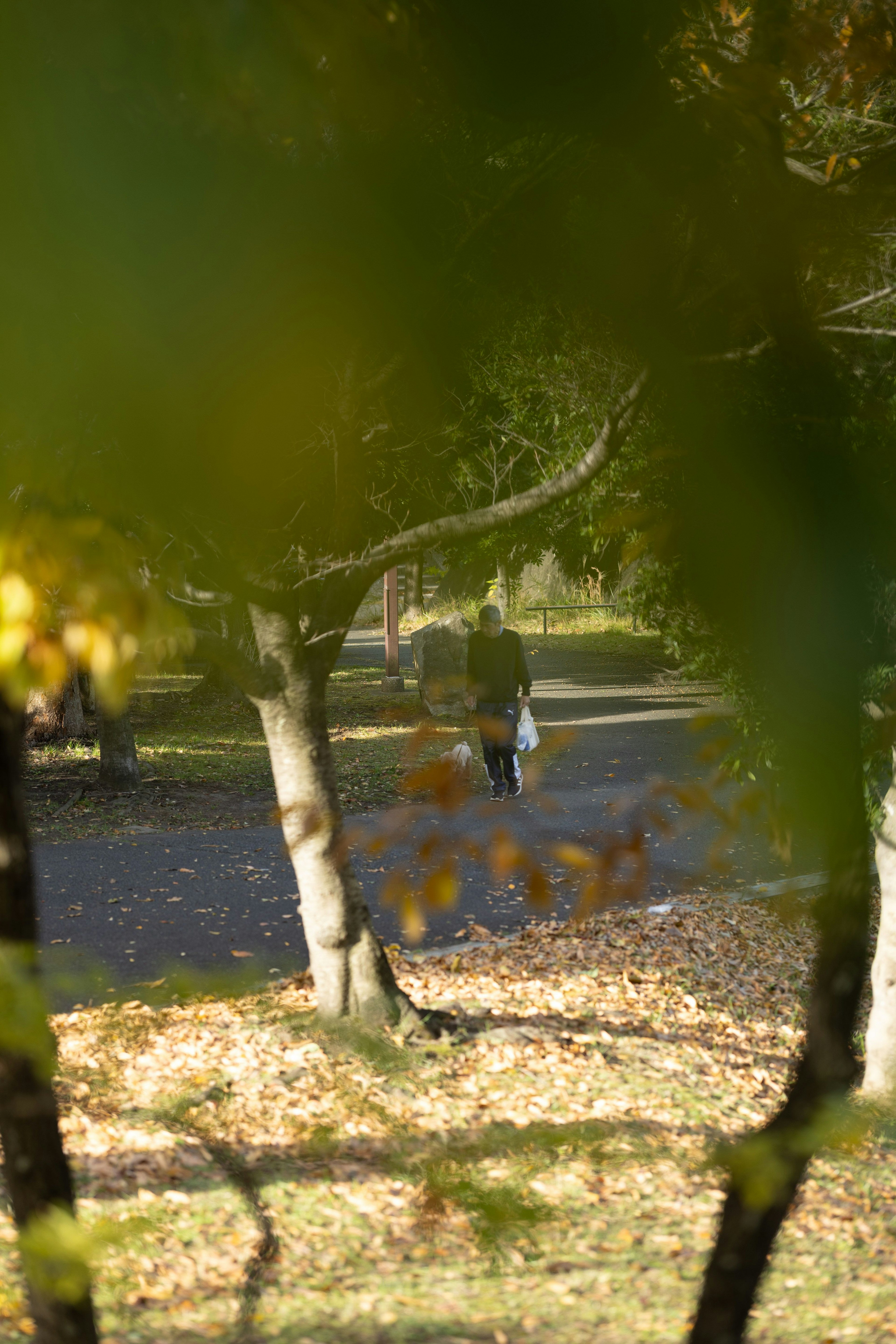 Una persona caminando en un parque de otoño rodeada de hojas coloridas