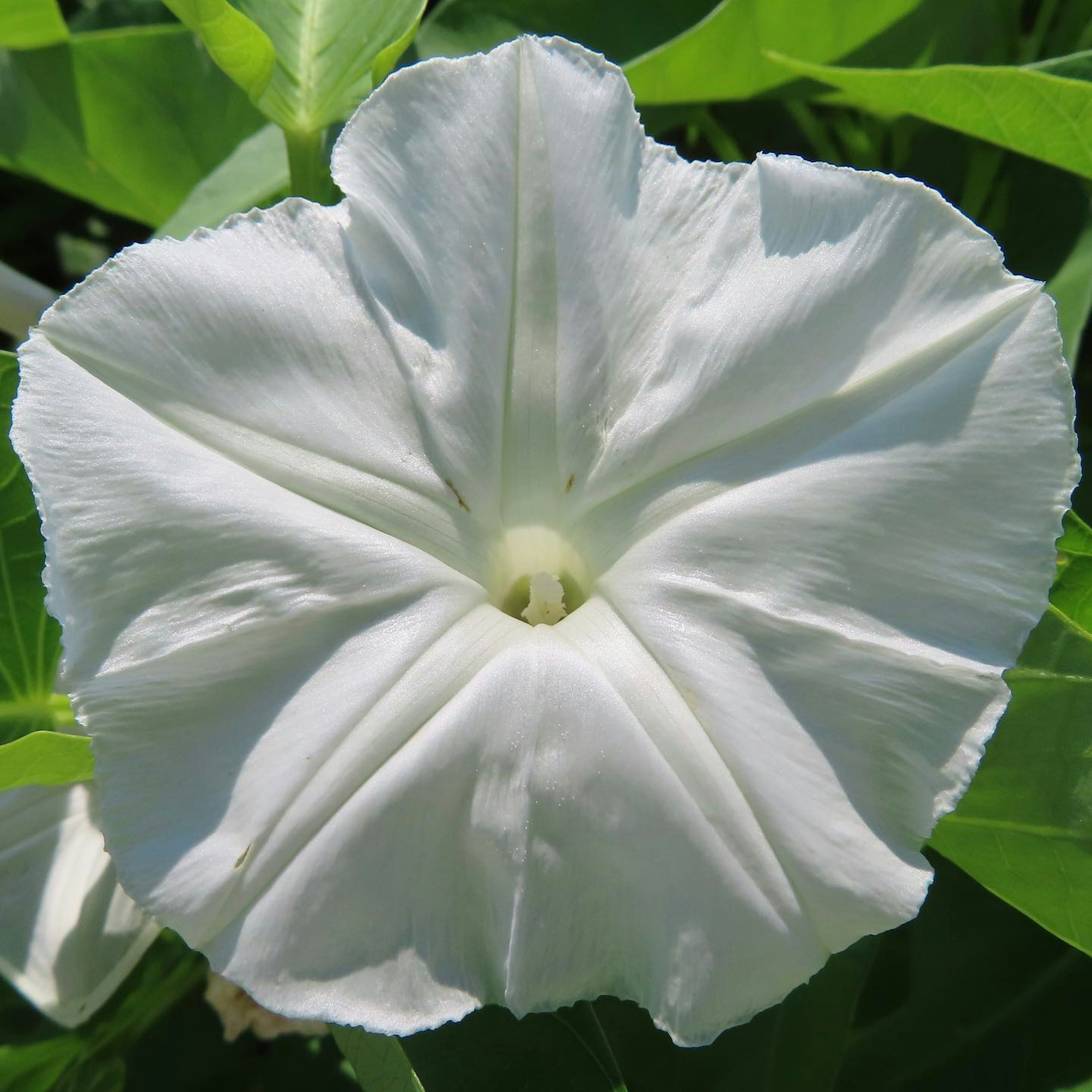 Un fiore di gloria del mattino bianco che sboccia tra le foglie verdi