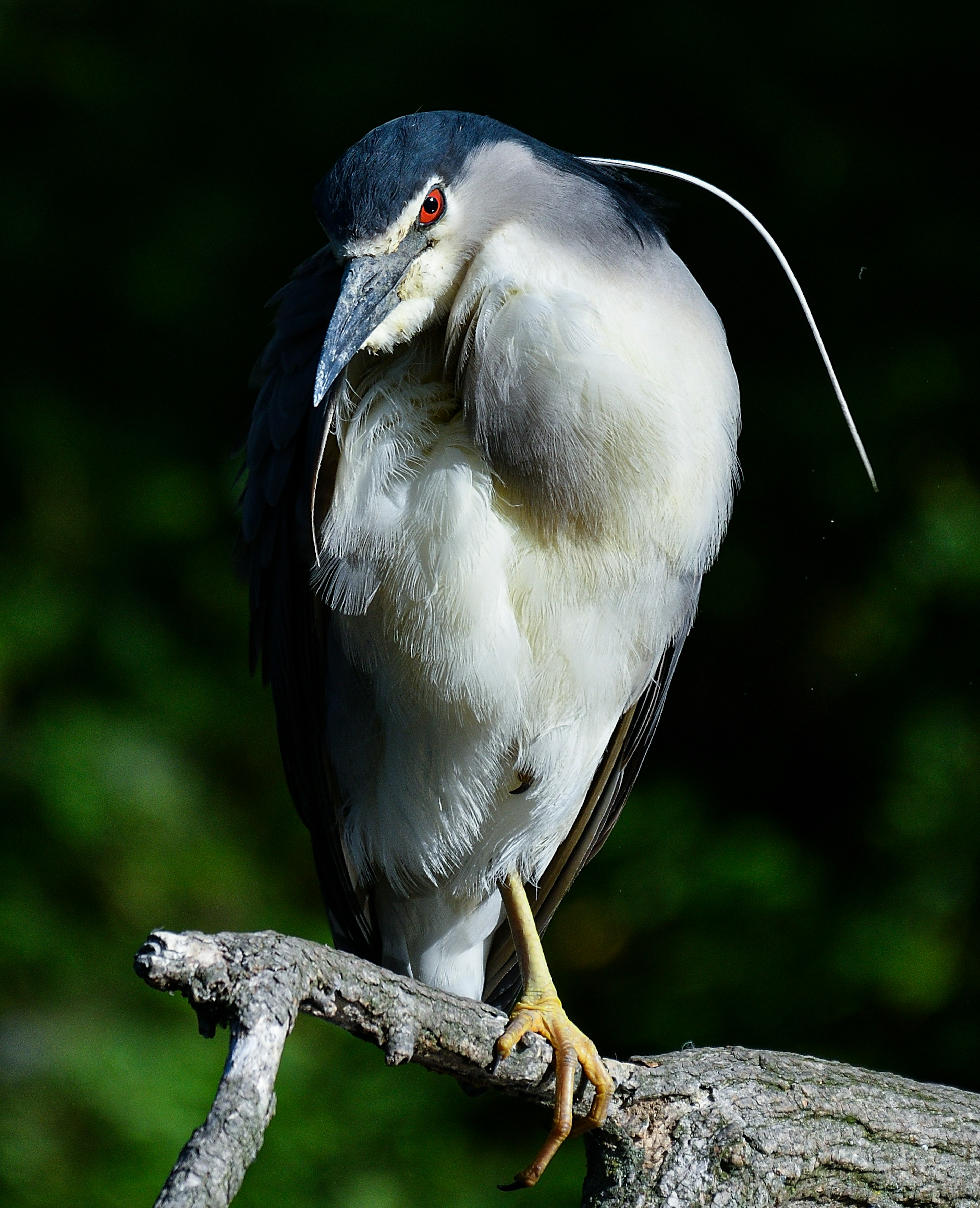 A bird perched on a branch with distinctive features