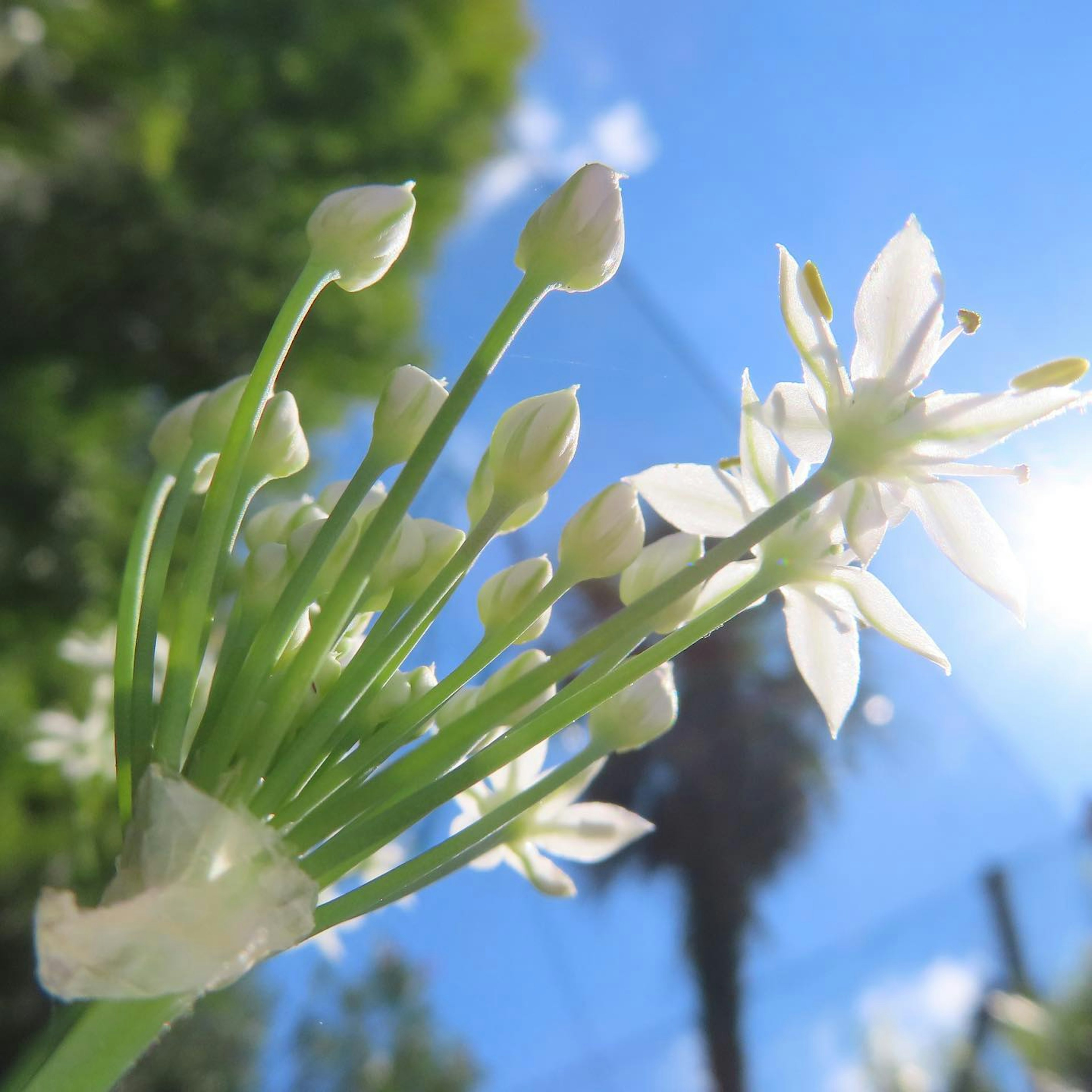 Gros plan sur des fleurs blanches contre un ciel bleu lumineux