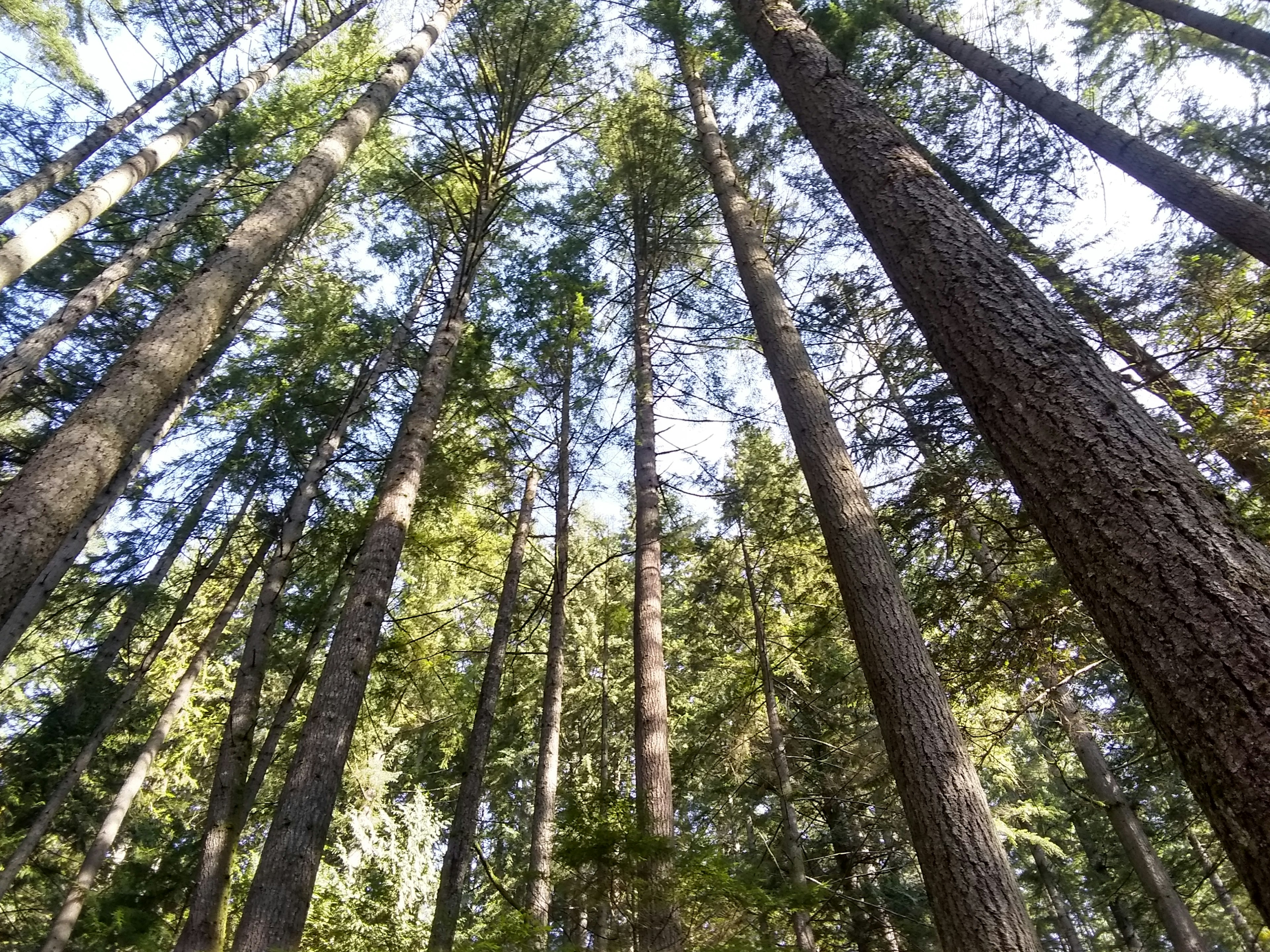 Pemandangan pohon tinggi di hutan