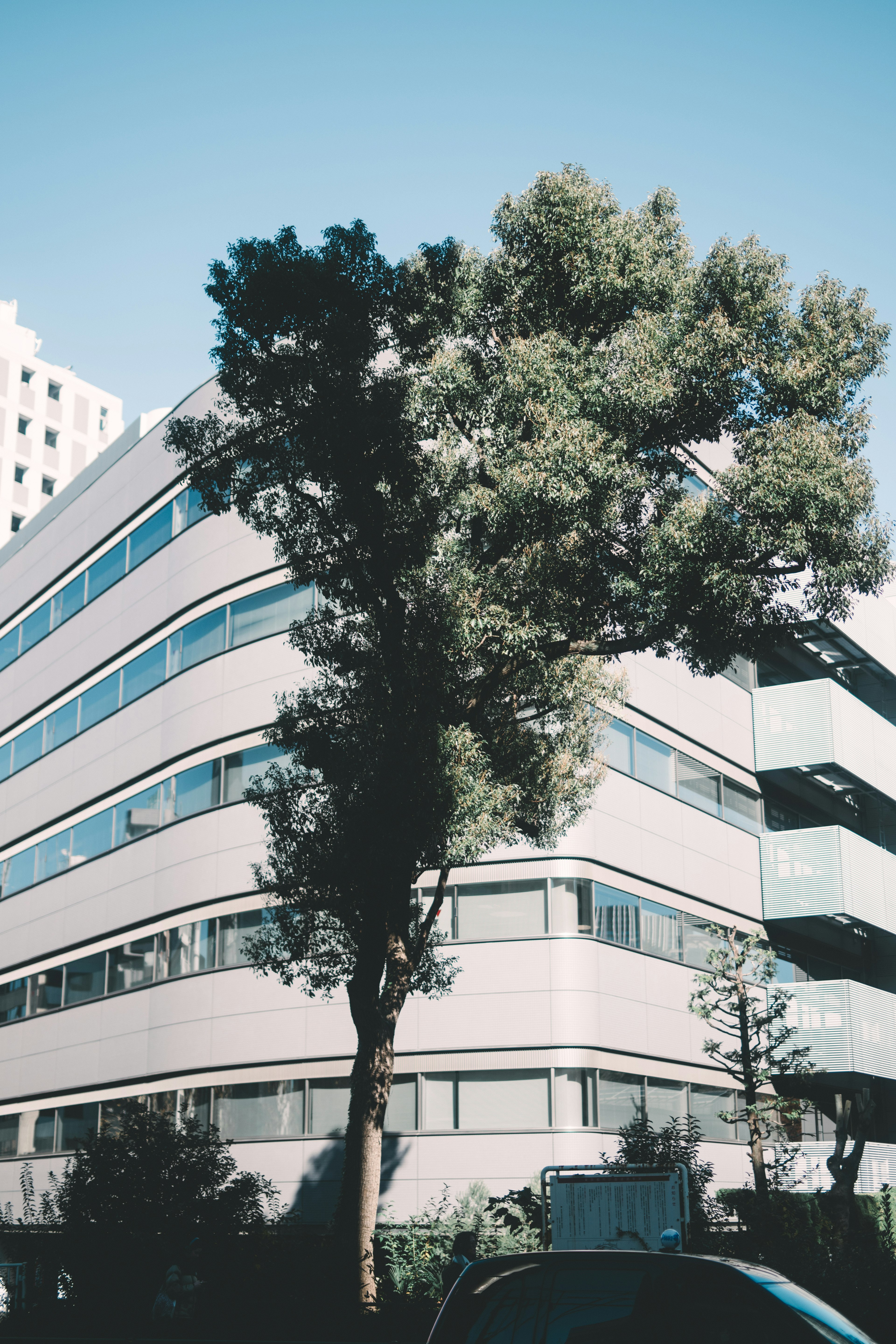 Paisaje urbano con un edificio moderno y un árbol alto