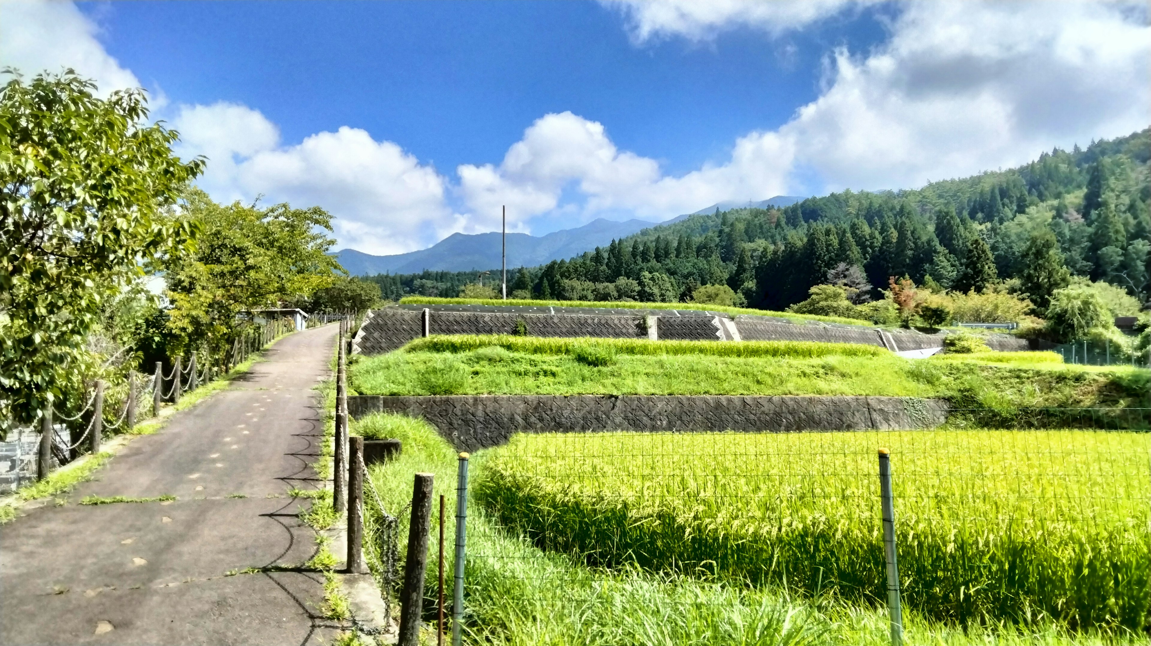 青空と山々を背景にした緑豊かな田んぼと道