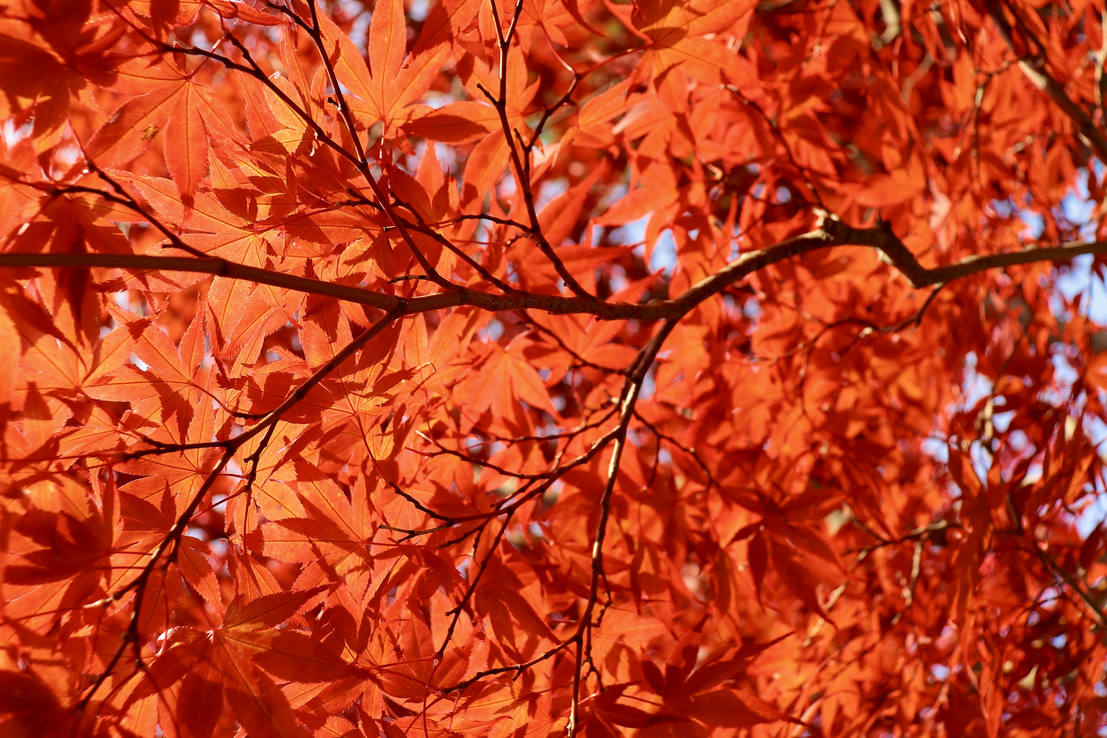 Close-up of vibrant red maple leaves on branches