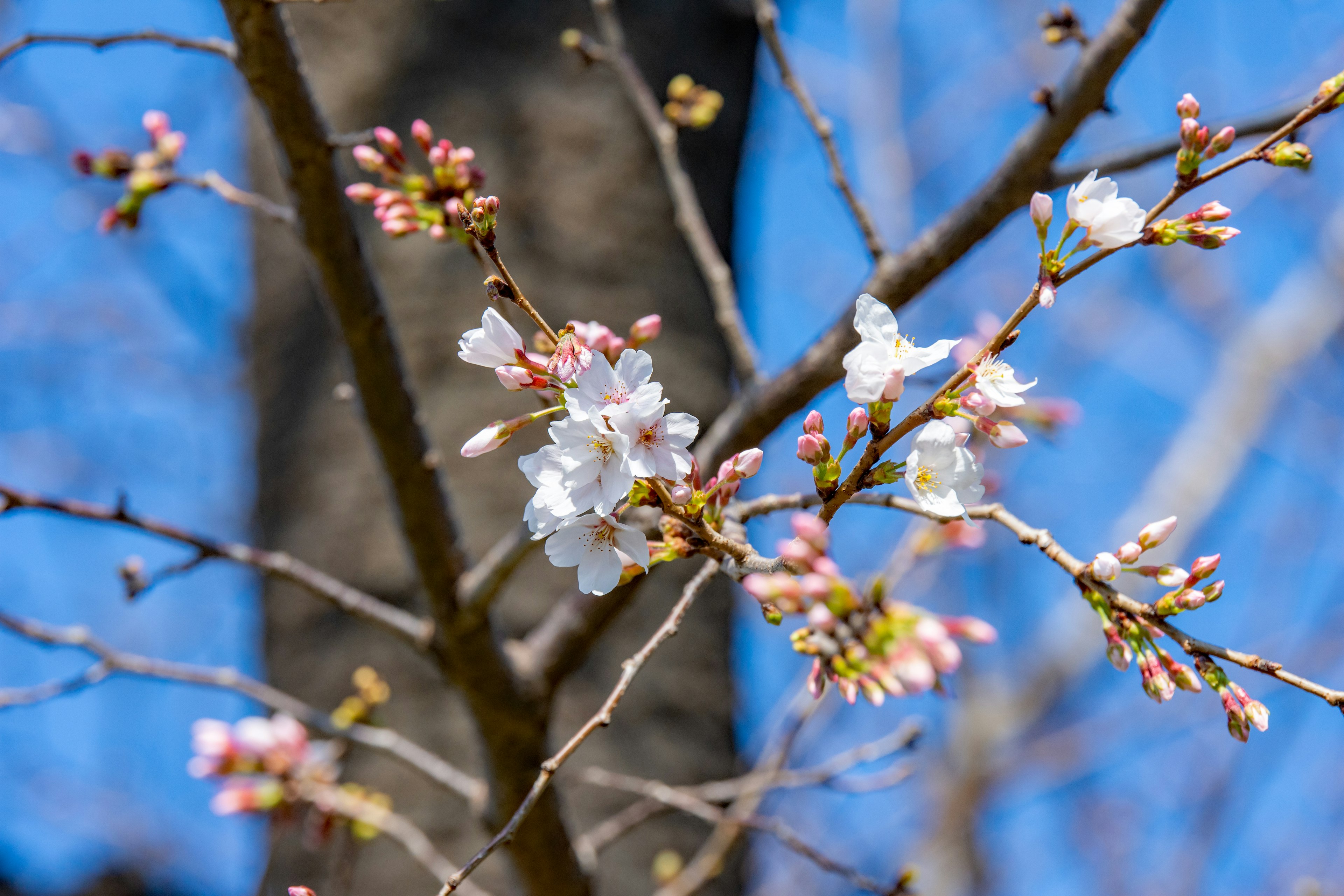 Acercamiento de flores de cerezo y botones contra un cielo azul