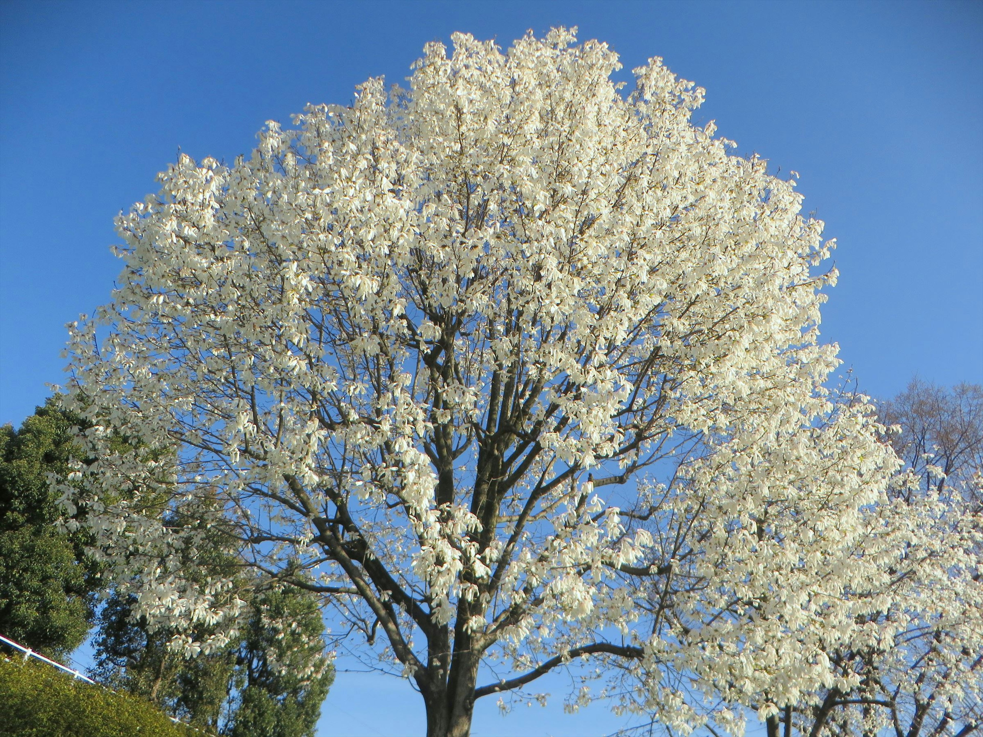 Un arbre fleuri blanc sous un ciel bleu