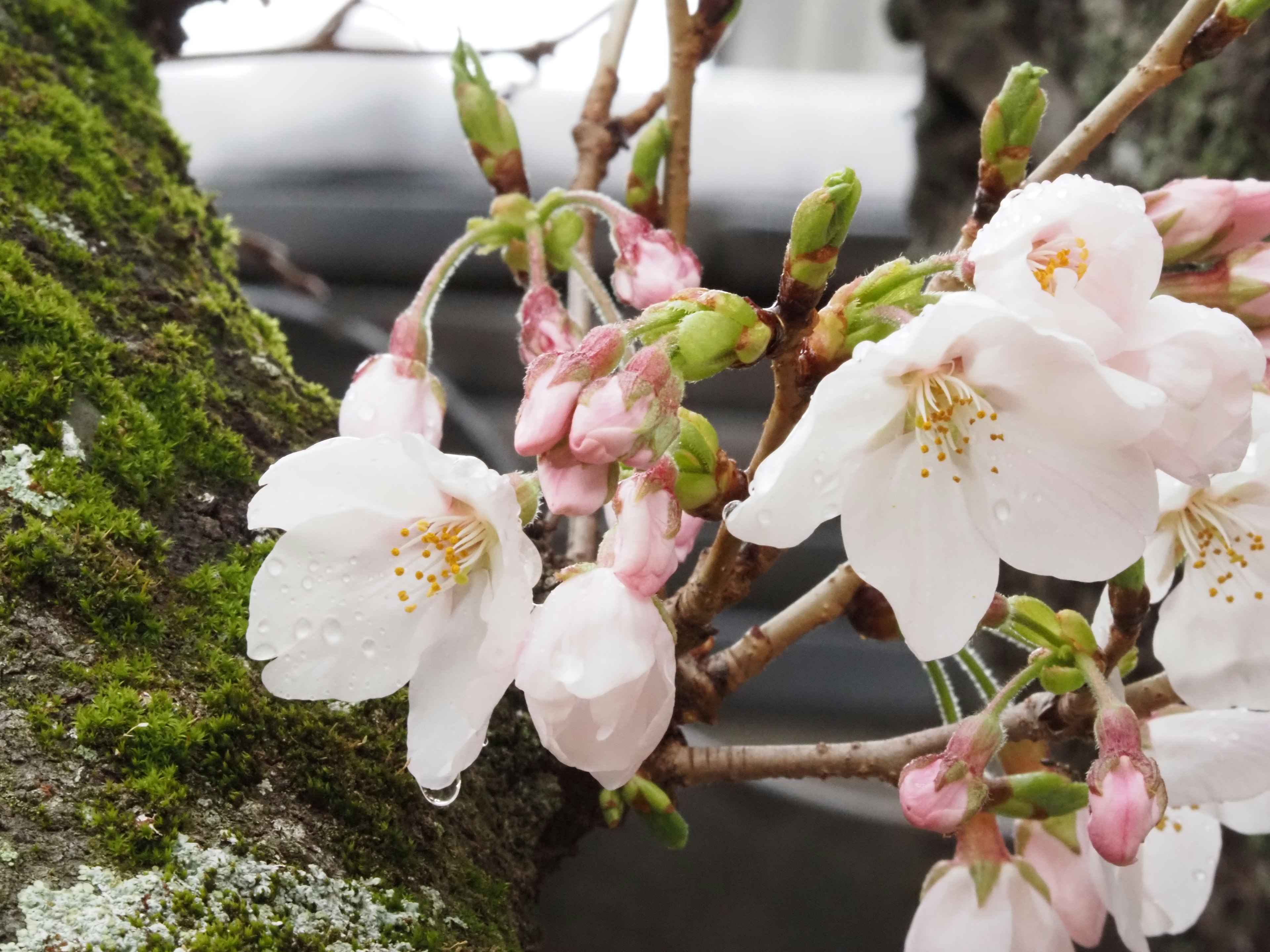 桜の花とつぼみがある木の枝のクローズアップ