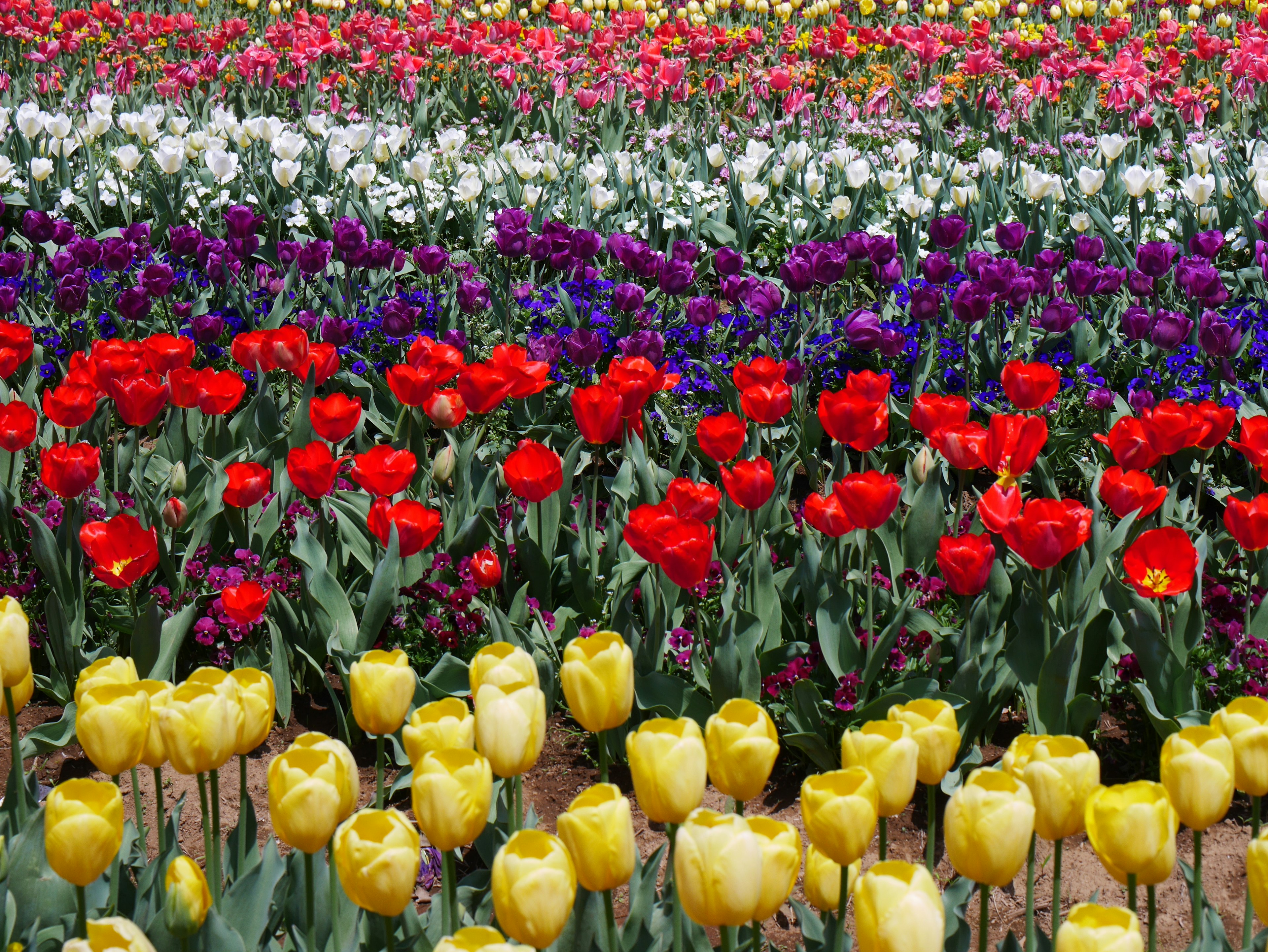 Vibrant tulip field with red yellow white and purple tulips blooming