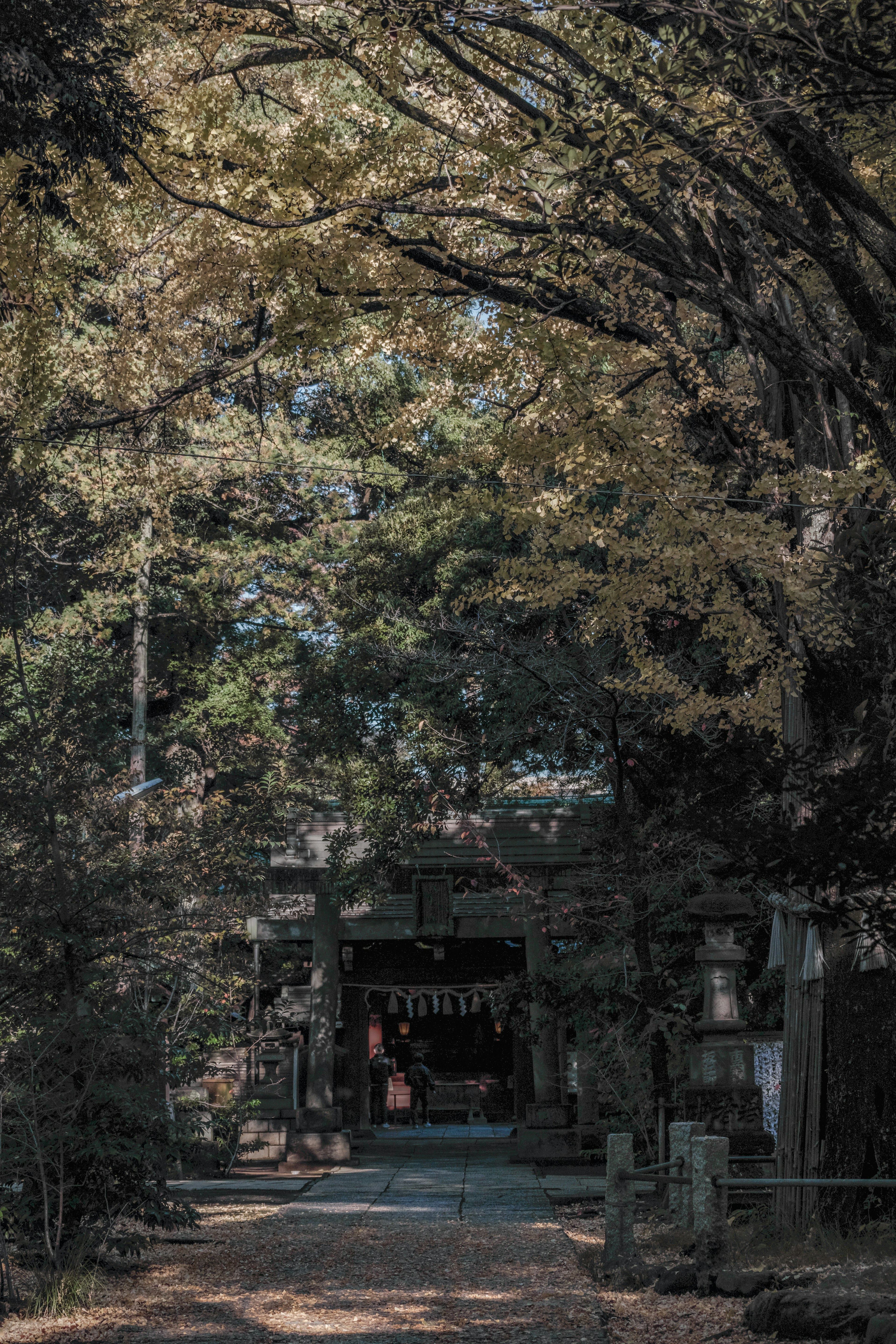 被郁郁蔥蔥的綠樹環繞的神社入口